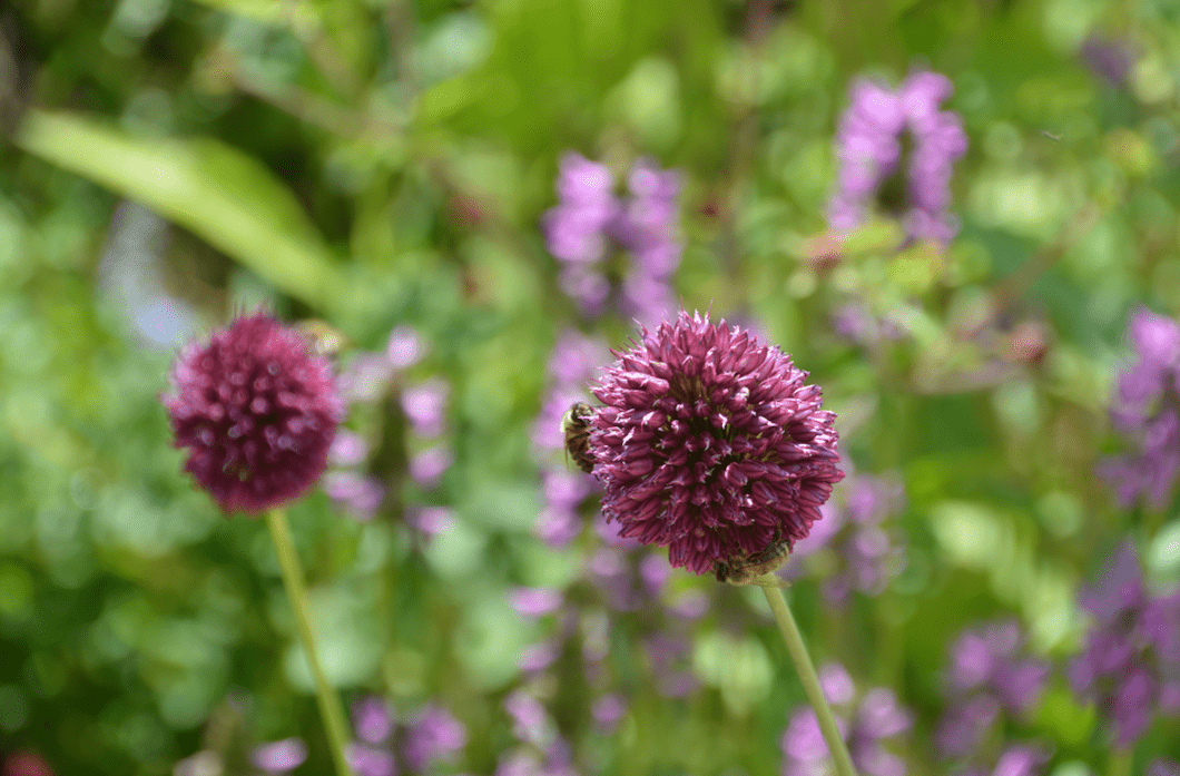 Allium sphaerocephalum