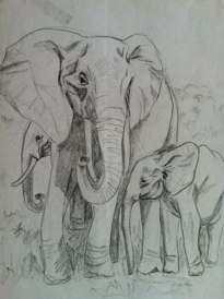 Afrikan. Elefanten