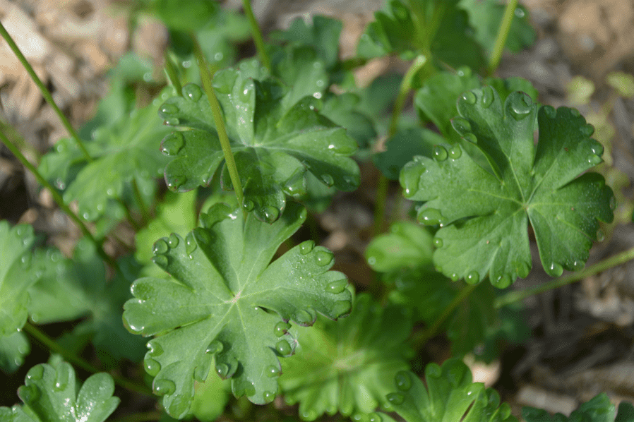 Geranium x cantabrigiense 'Saint Ola'
