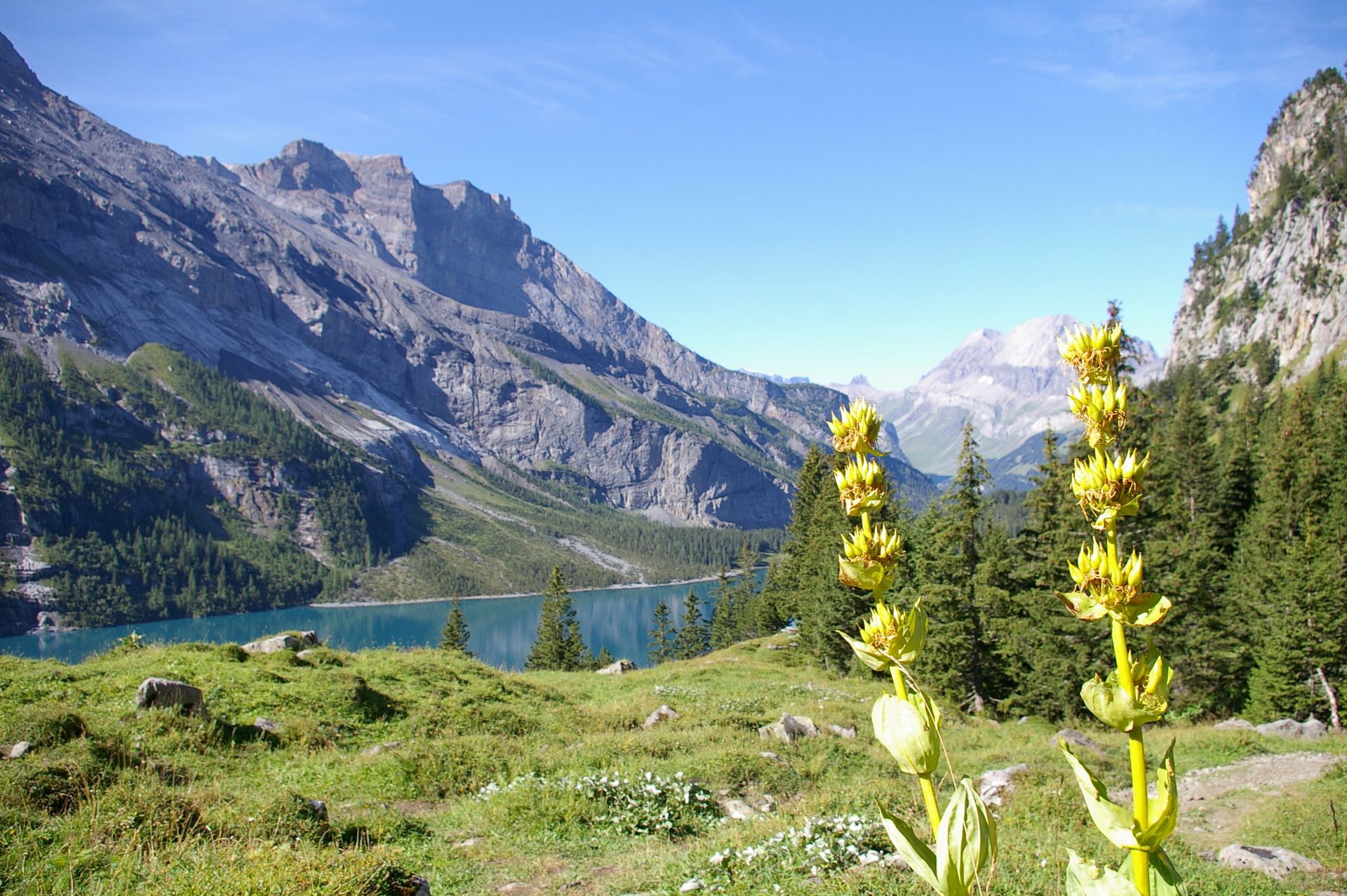 Üppige Vegetation, saftige Alpweiden und ein herrlicher Blick