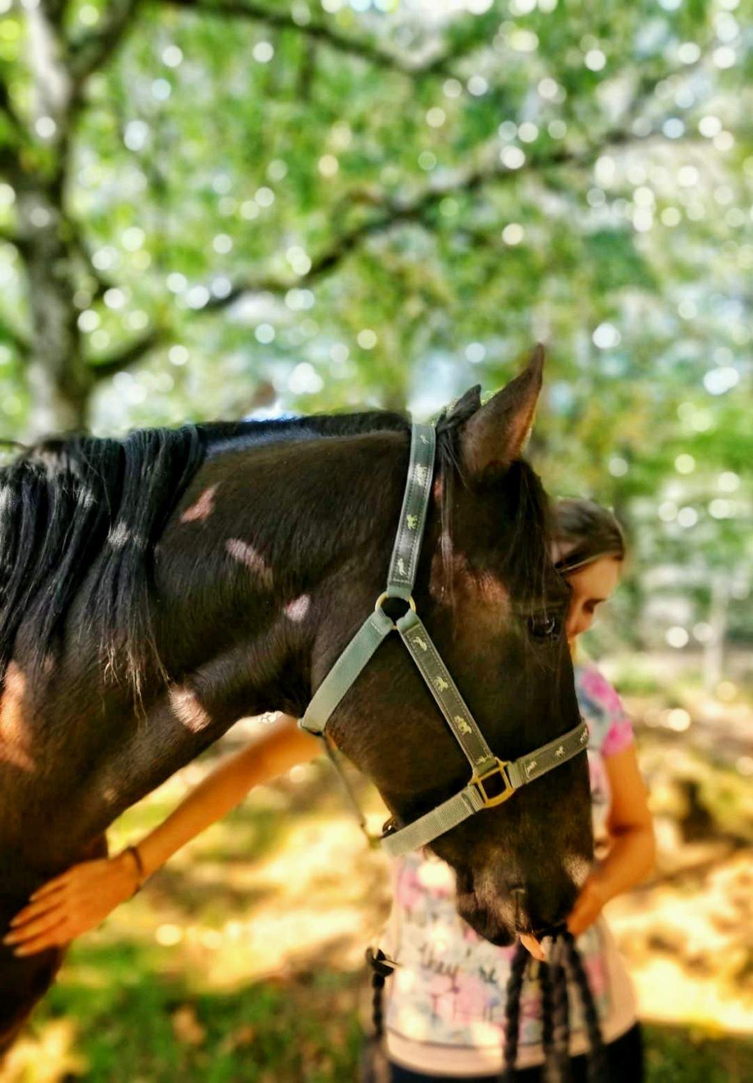 Über Kola-Horse: Liebe auf den ersten Blick