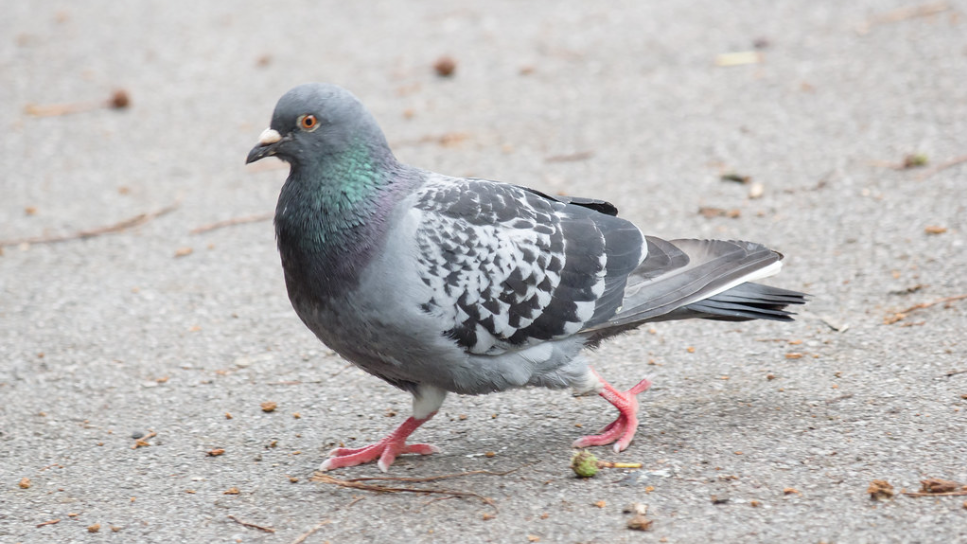 Pigeon Genève