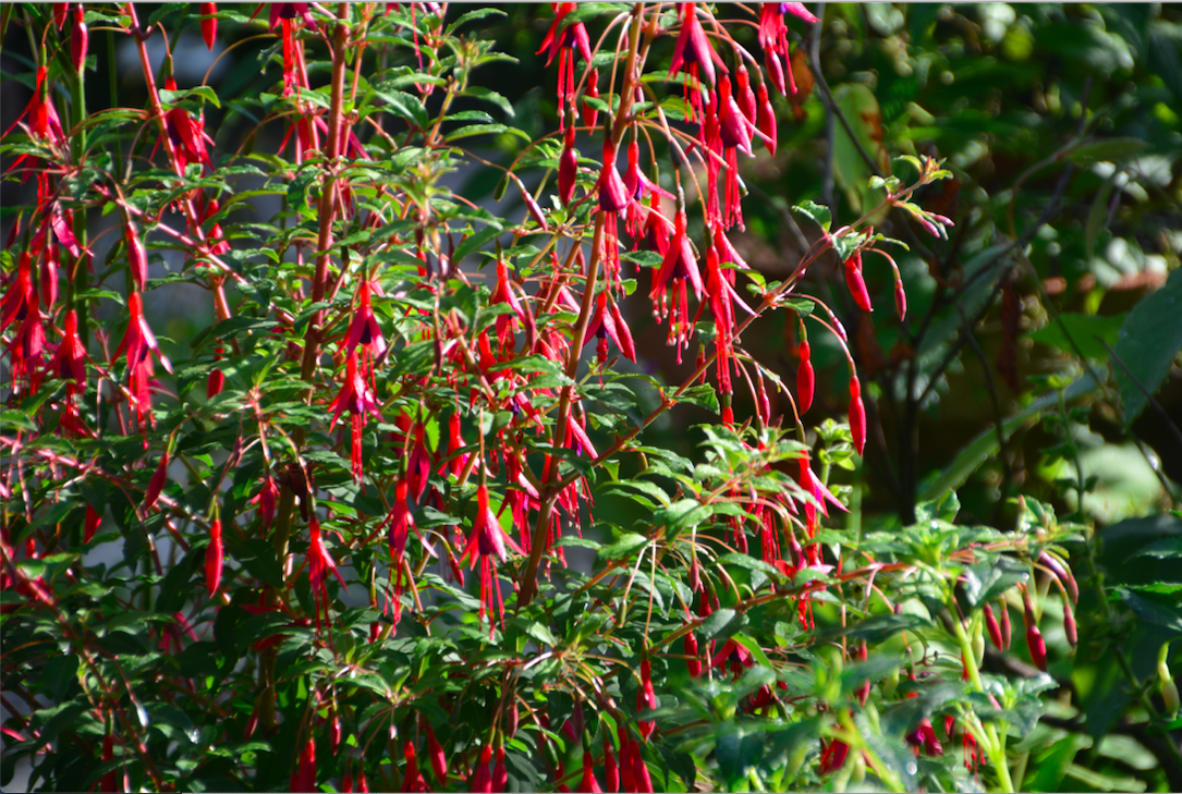 Fuchsia magellanica var.gracilis