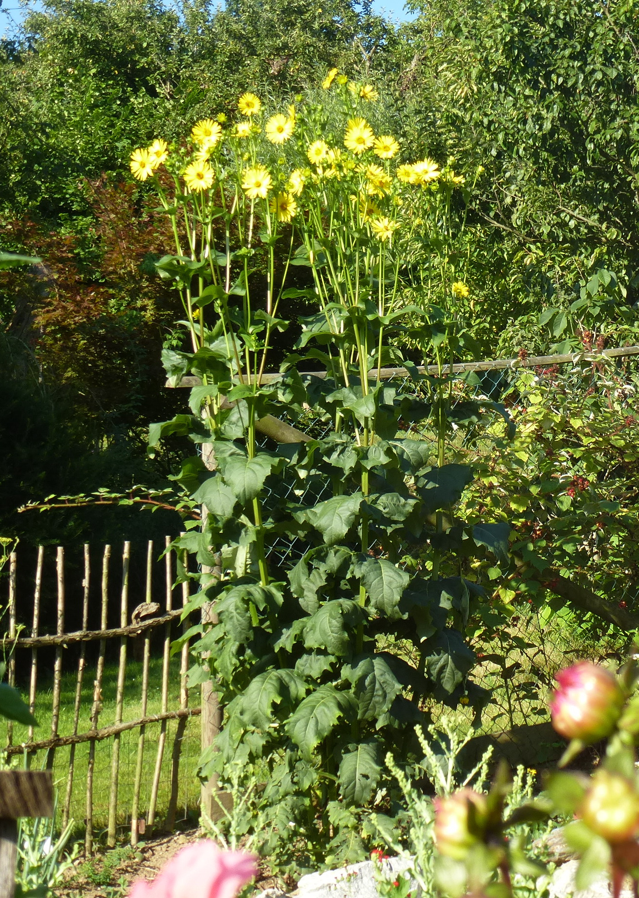 Blumen*Naturgarten Scheidl