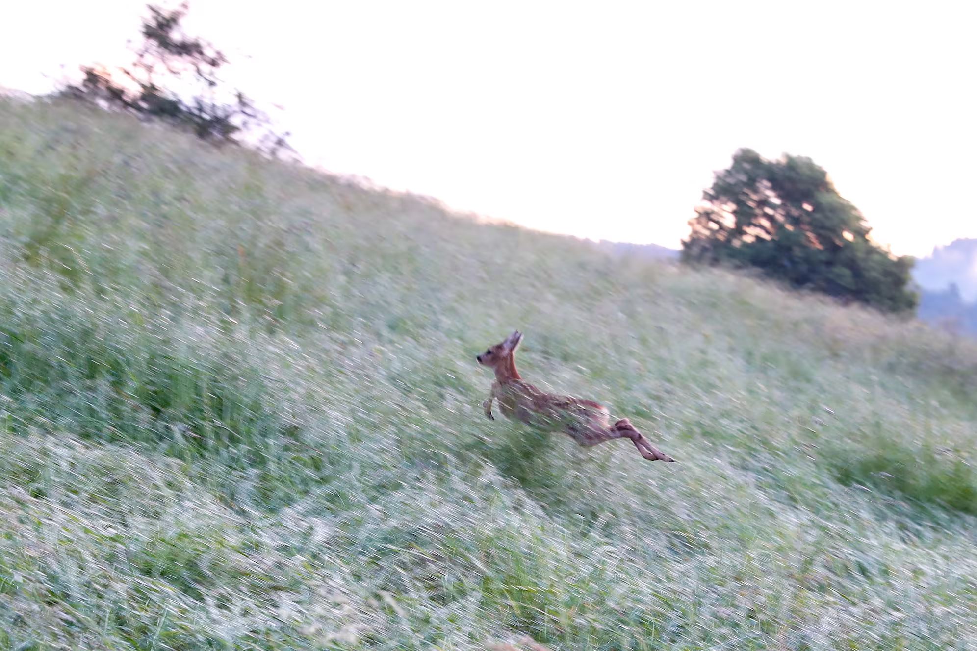 20240615 Bambi-Alarm 10 - Kitz auf der Fluchtjpg