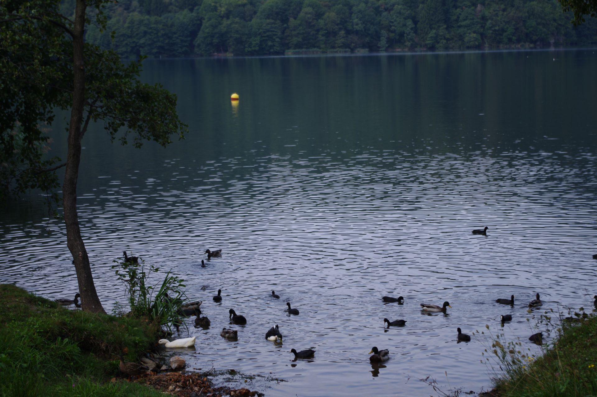 Enten, Schwäne und Blesshühner lieben das Baden im See