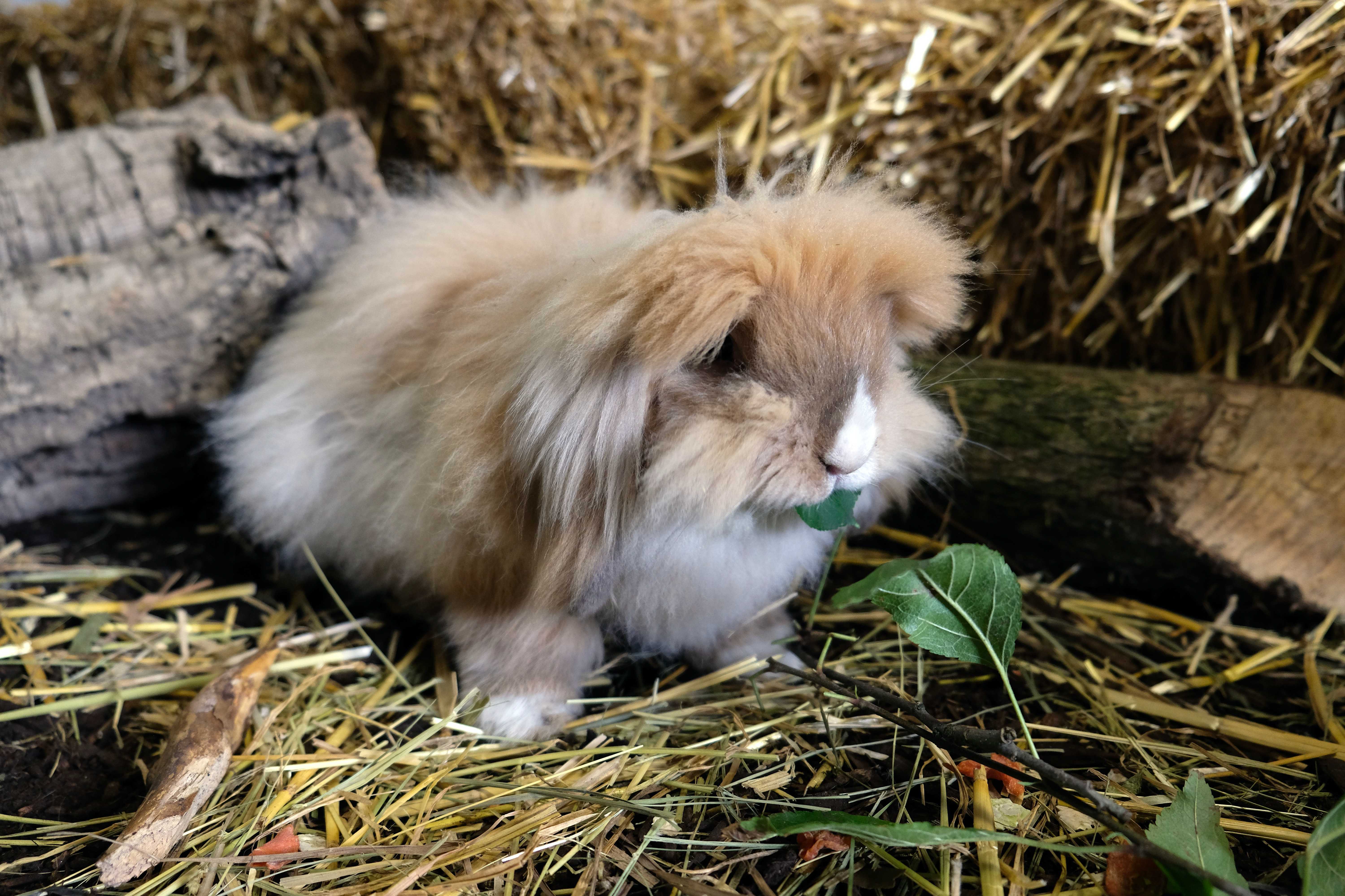 Tierpatenschaft Kaninchen: Ein Jahr