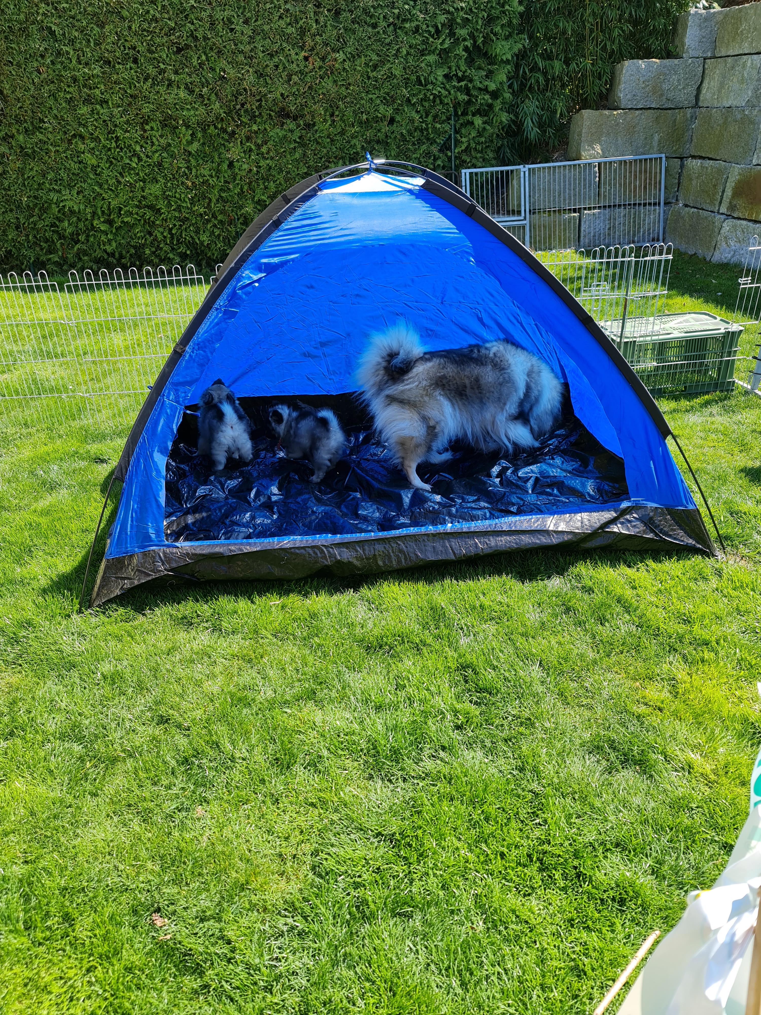 Abby zeigt den Kleinen das Zelt