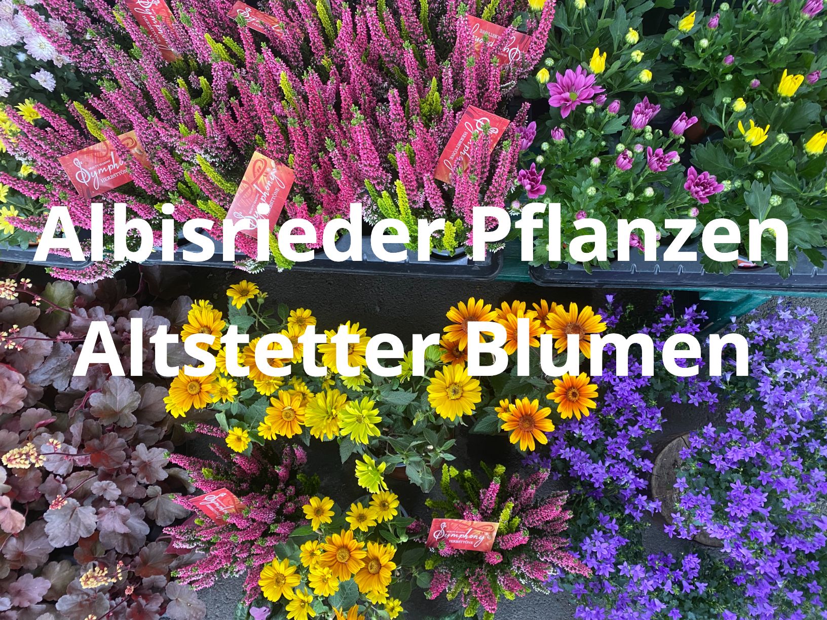 Albisrieder PflanzenA