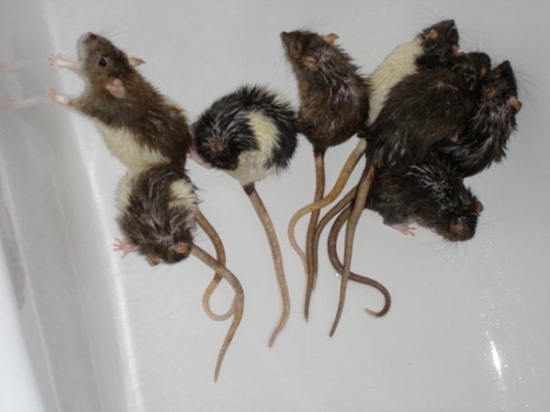 Nicolins Ratten im Bad