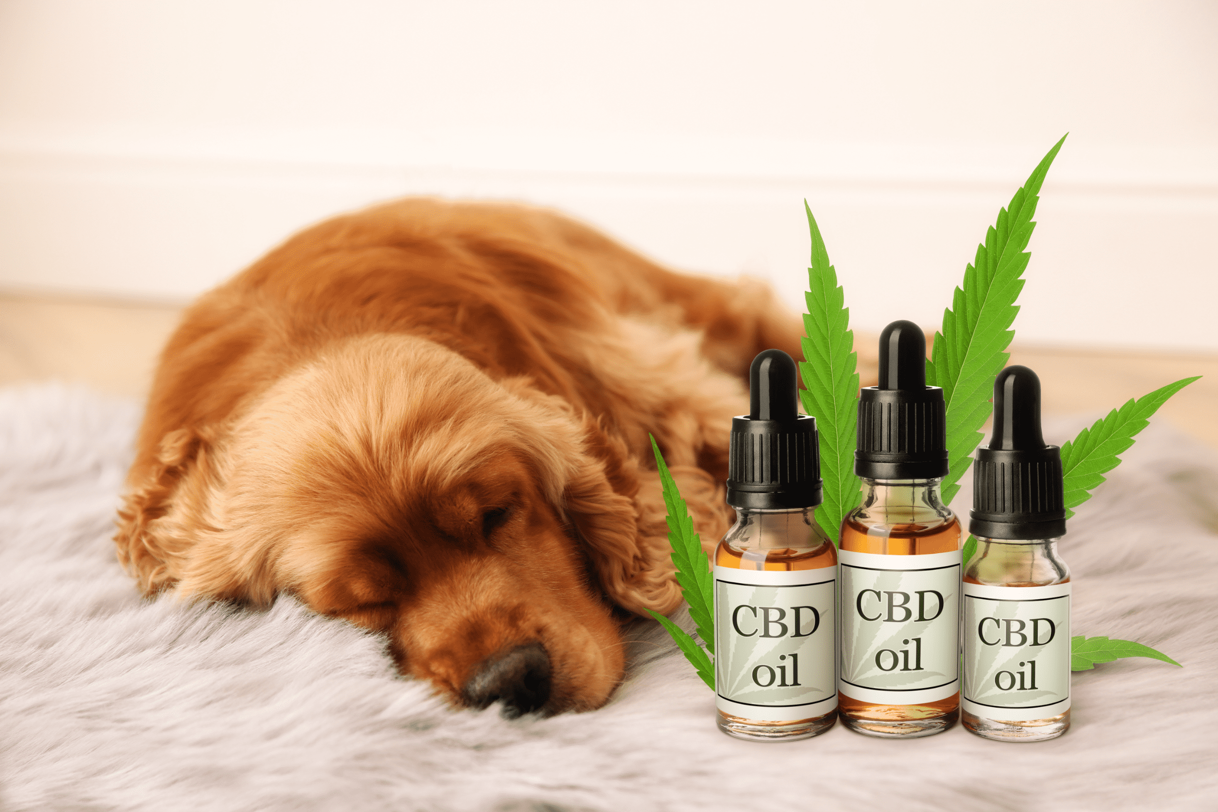 CBD Tierprodukte