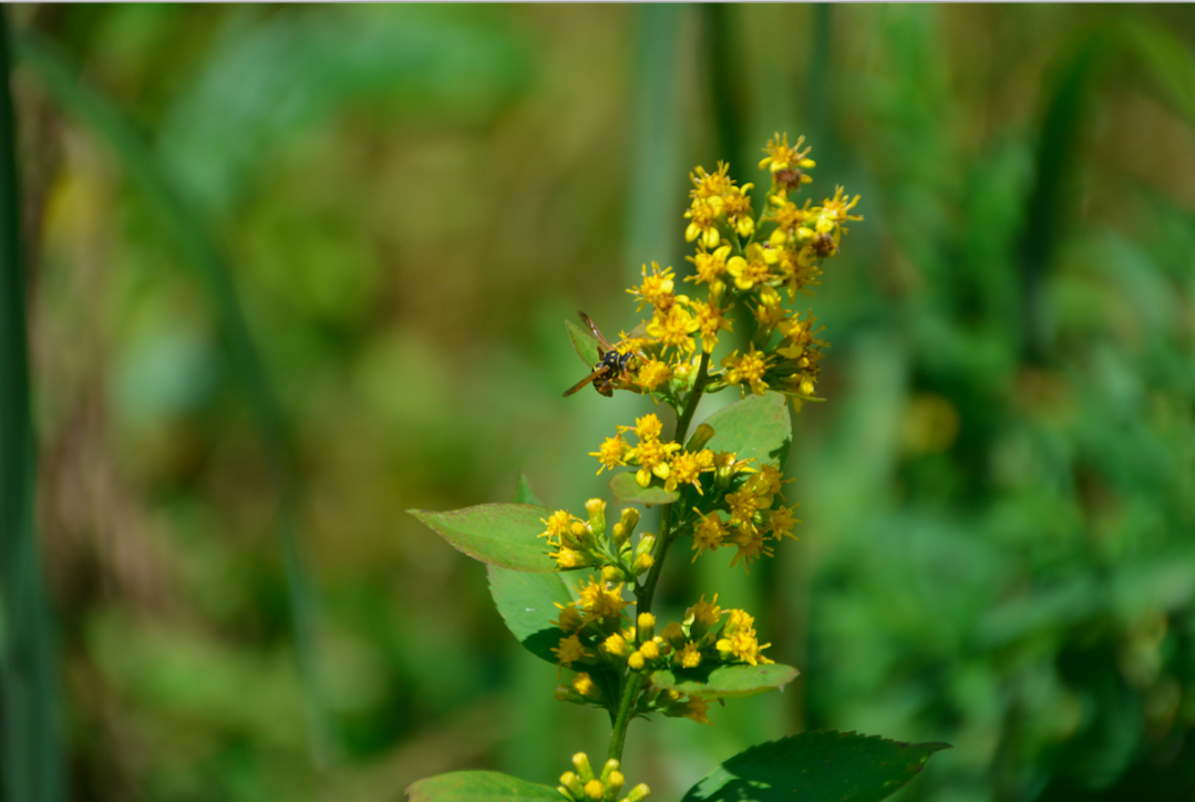 Solidago flexicaulis