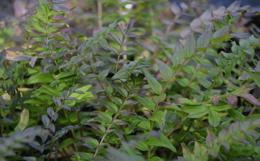 Polemonium yezoense 'Purple Rain'