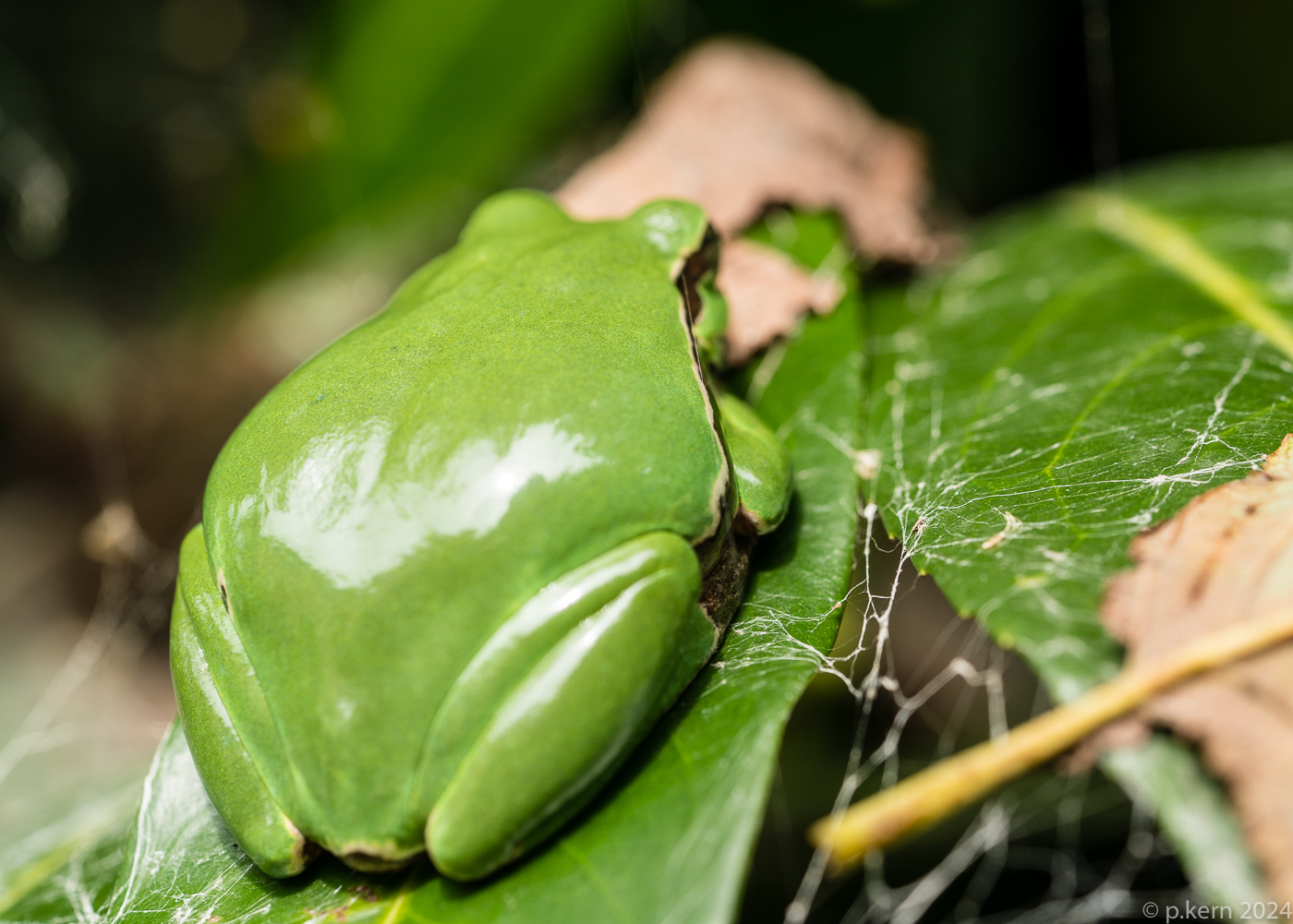 Der Laubfrosch