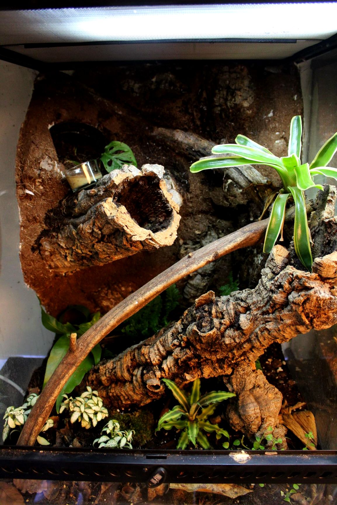 ein Terrarium von den Höckerkopfgeckos