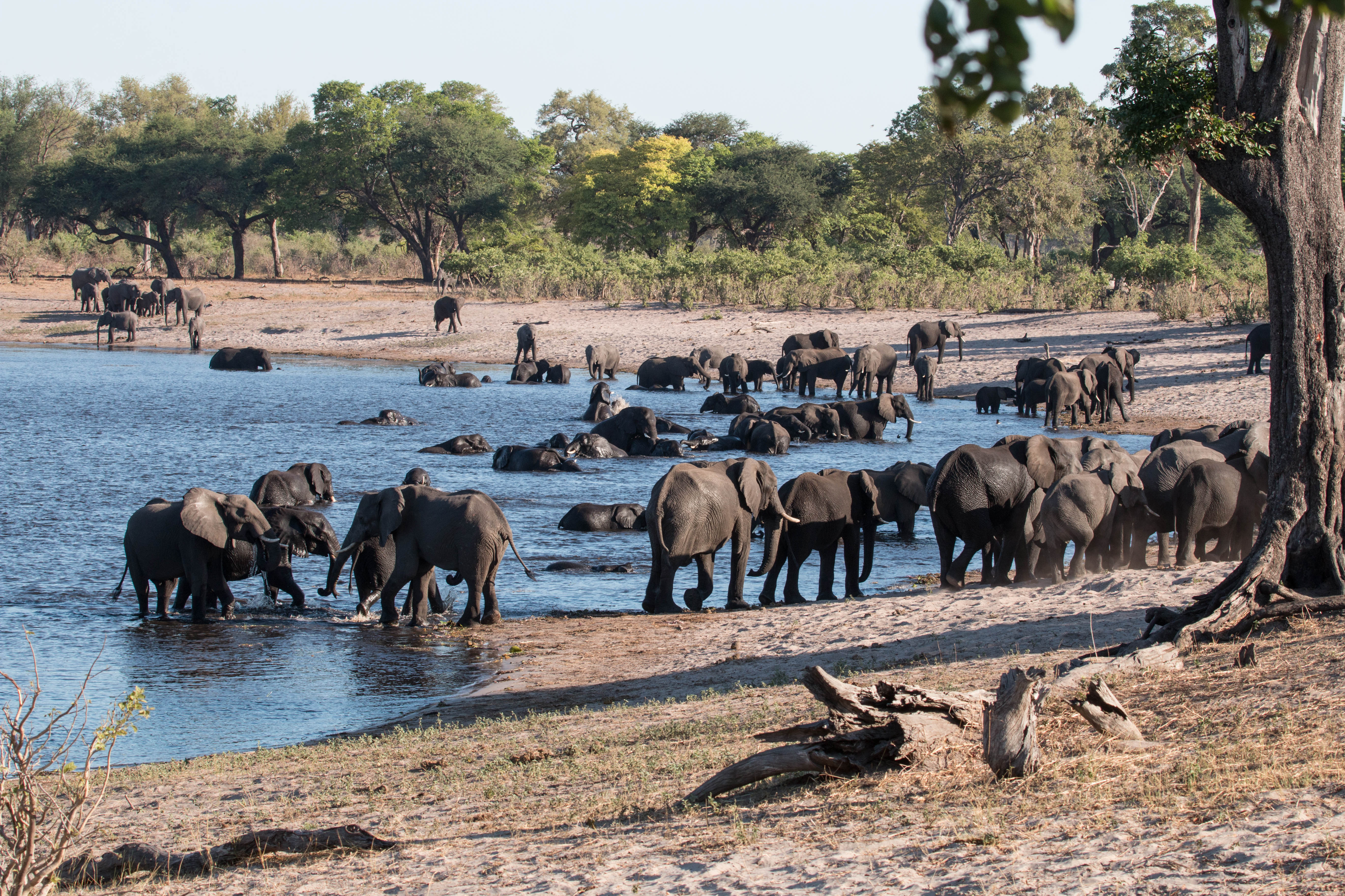 Namibia-Reise 2024, Elefanten