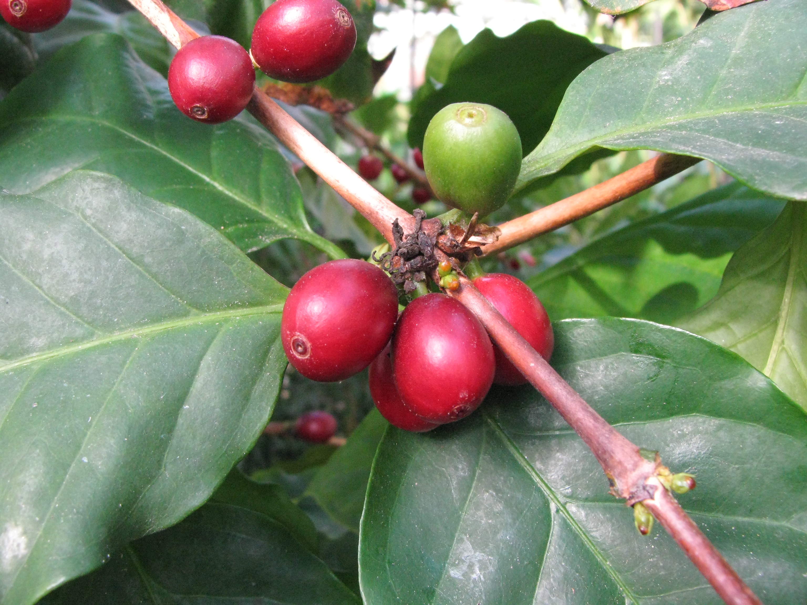 Coffea arabica Similibus-Bio-Chip