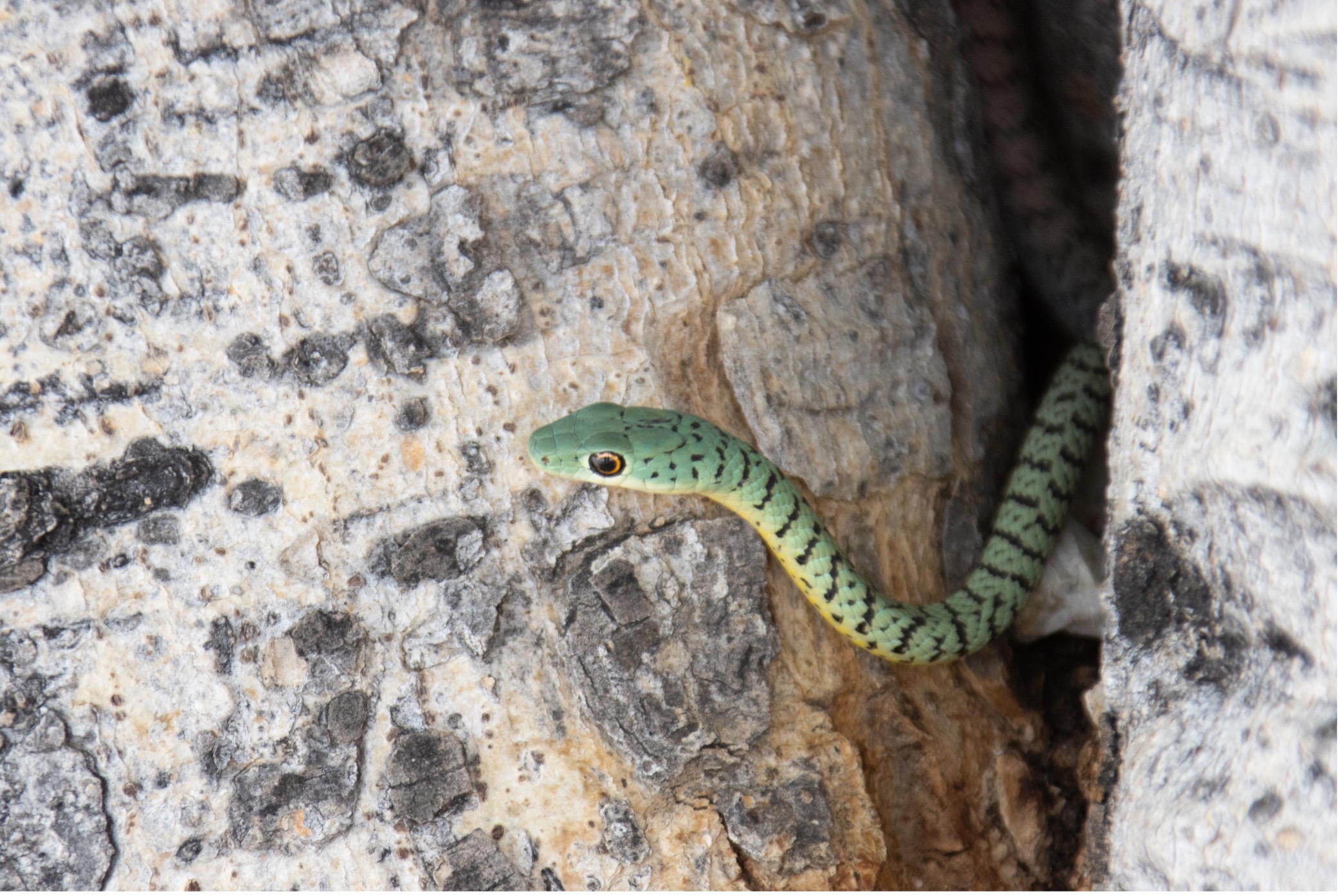 Gefleckte Buschschlange - Spotted Bush Snake