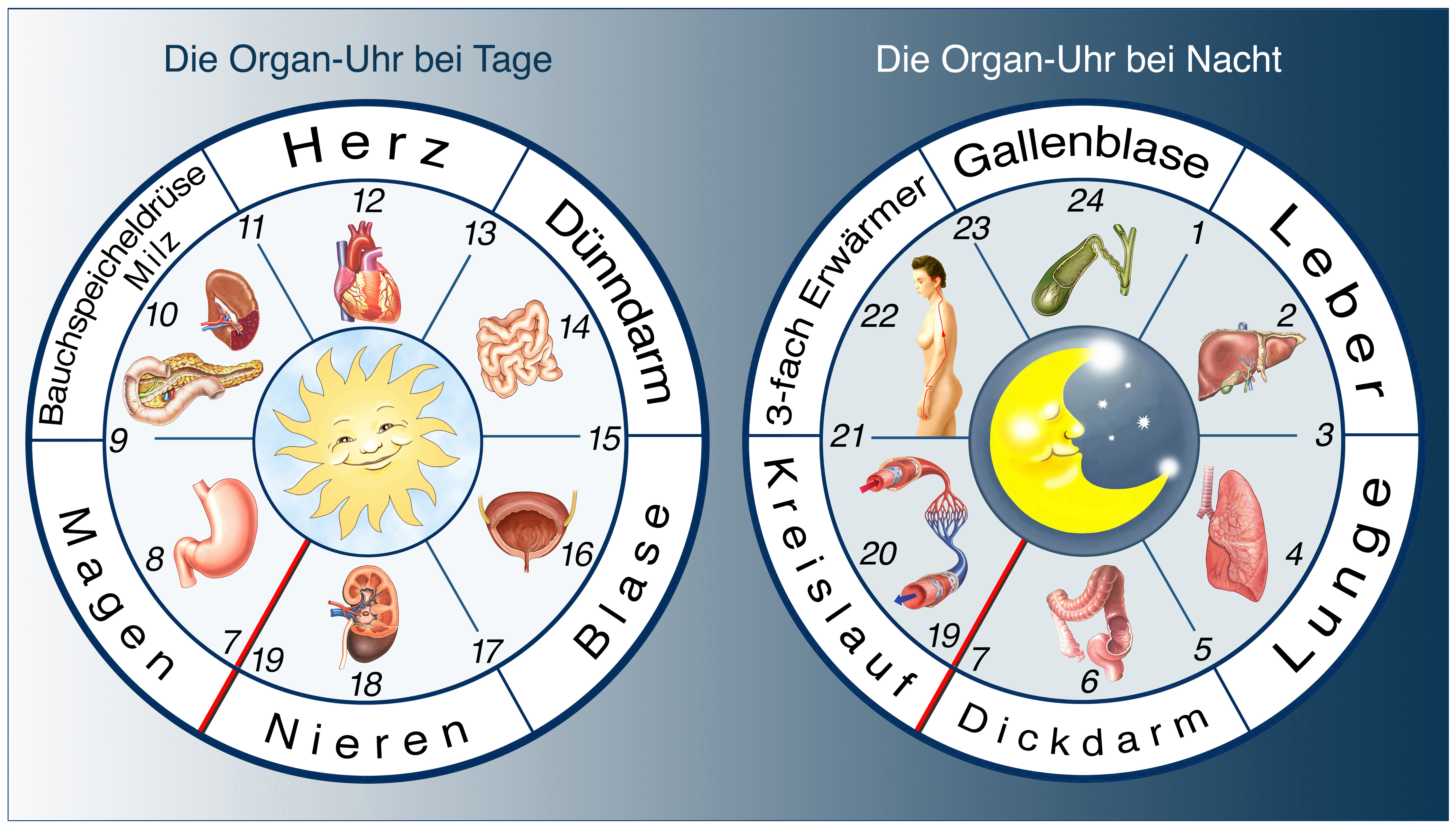 Organe und ihre Uhrzeiten Praxis Ermitage in Zürich