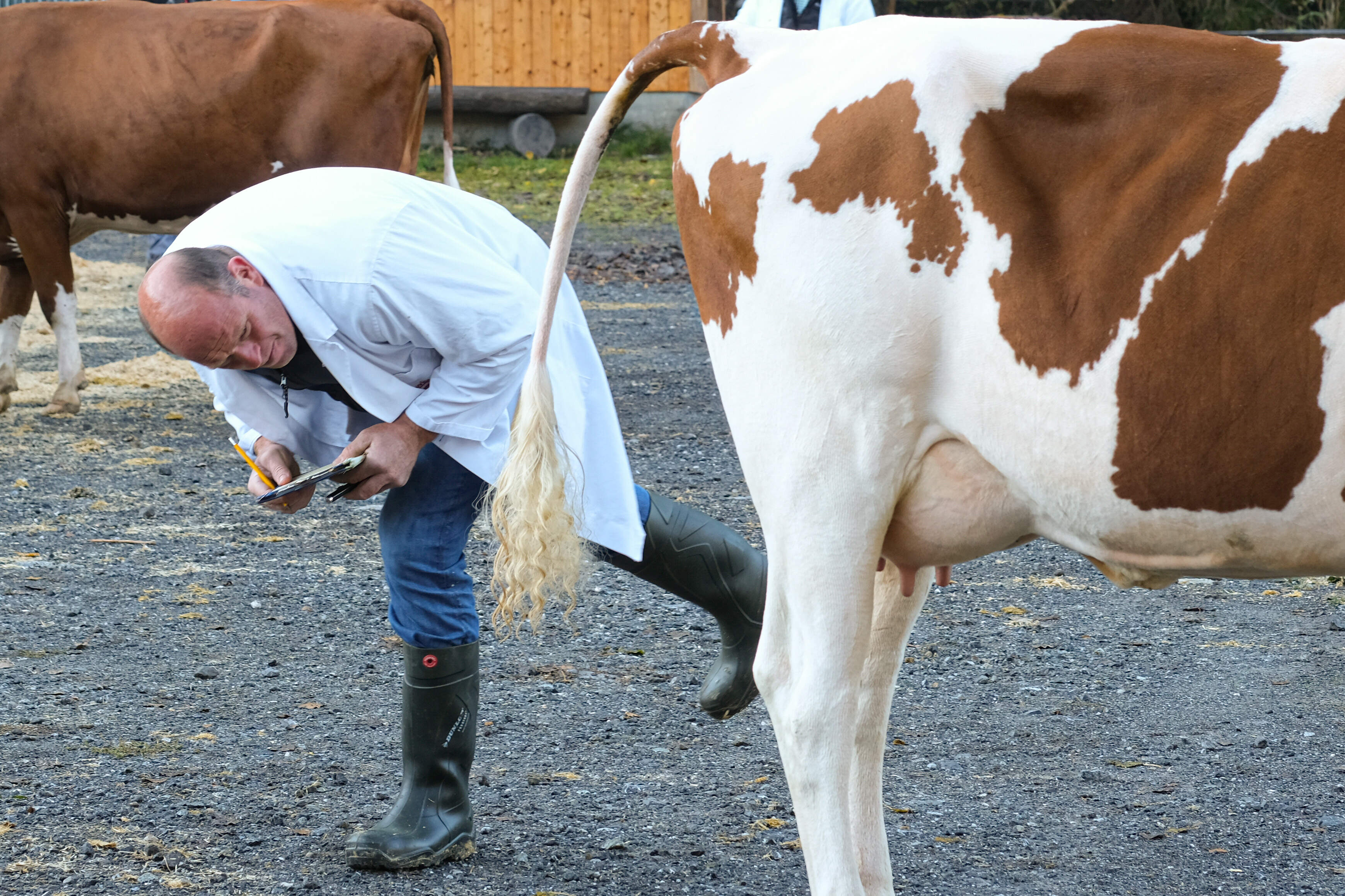 Ein Experte beurteilt an der Viehschau in Brienz eine Kuh.