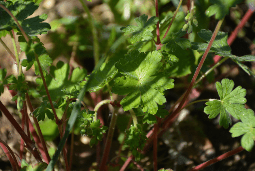 Geranium pyrenaicum 'Bill Wallis'