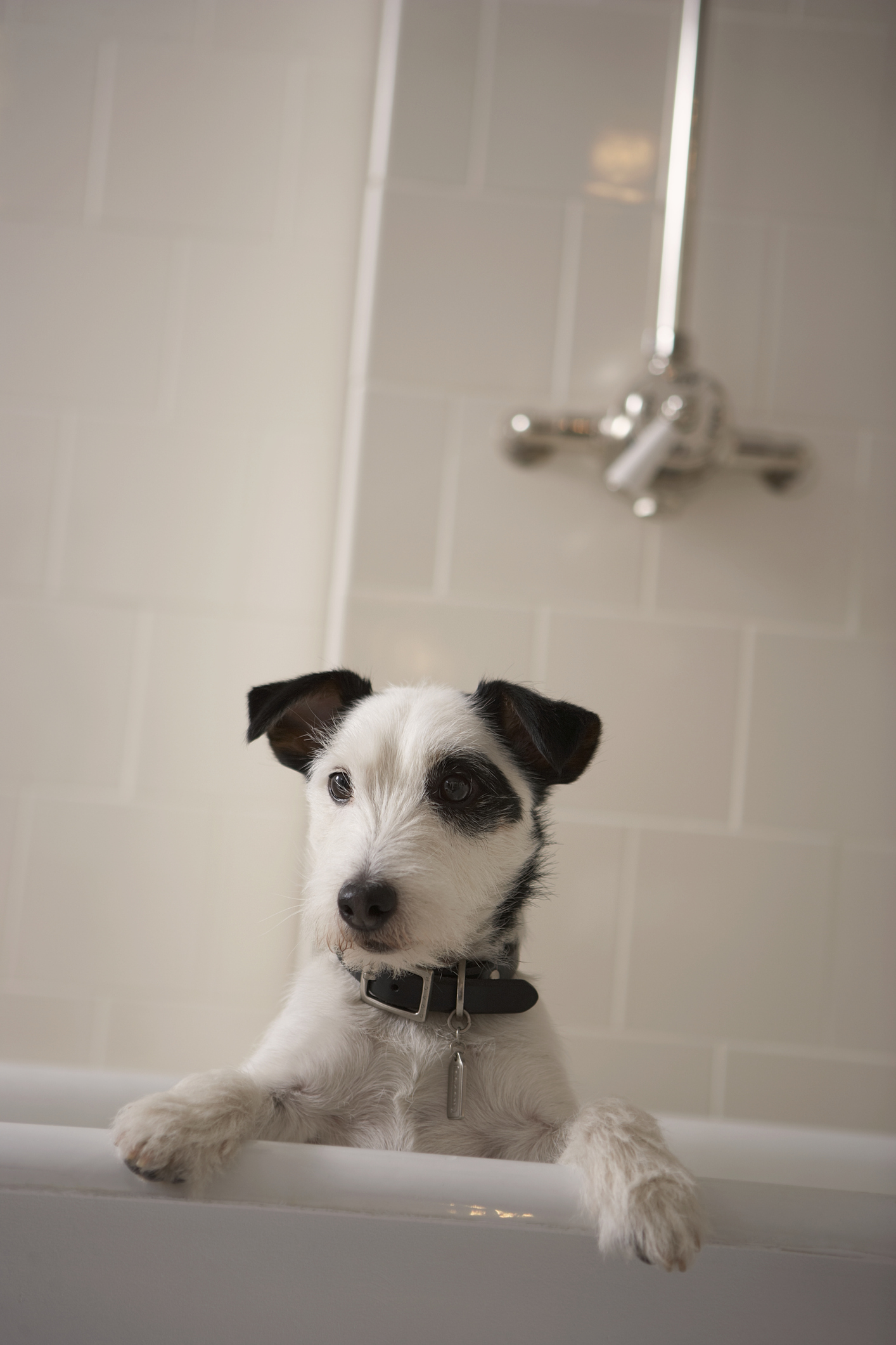 black-and-white-terrier-dog-in-bath-resting-paws-on-sidejpg