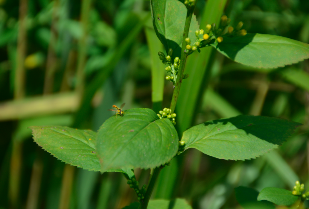 Solidago flexicaulis