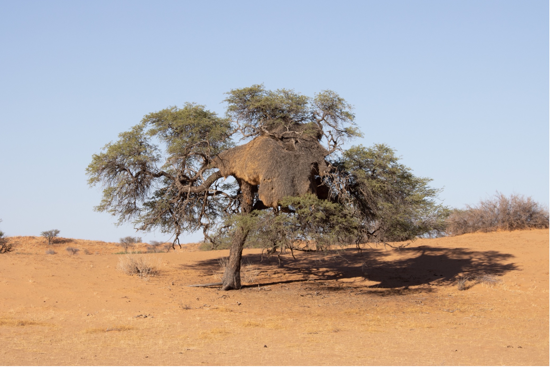 Siedelweber-Nest - Sociable Weaver Nest, Kalahari
