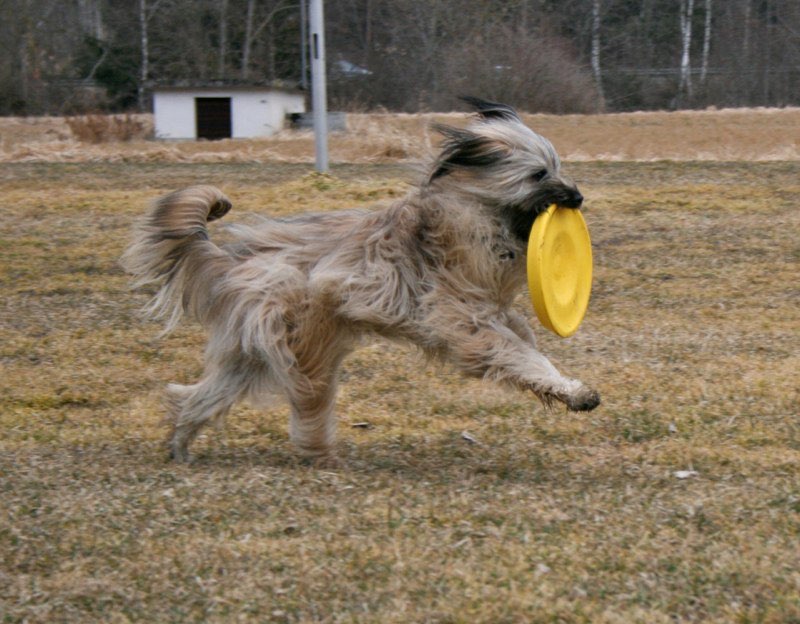 ich hab den Frisbee !