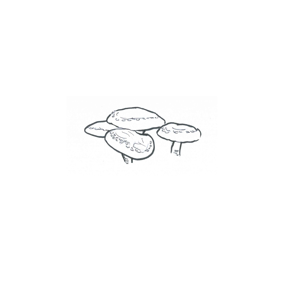 Shiitake (Lentinula edodes)