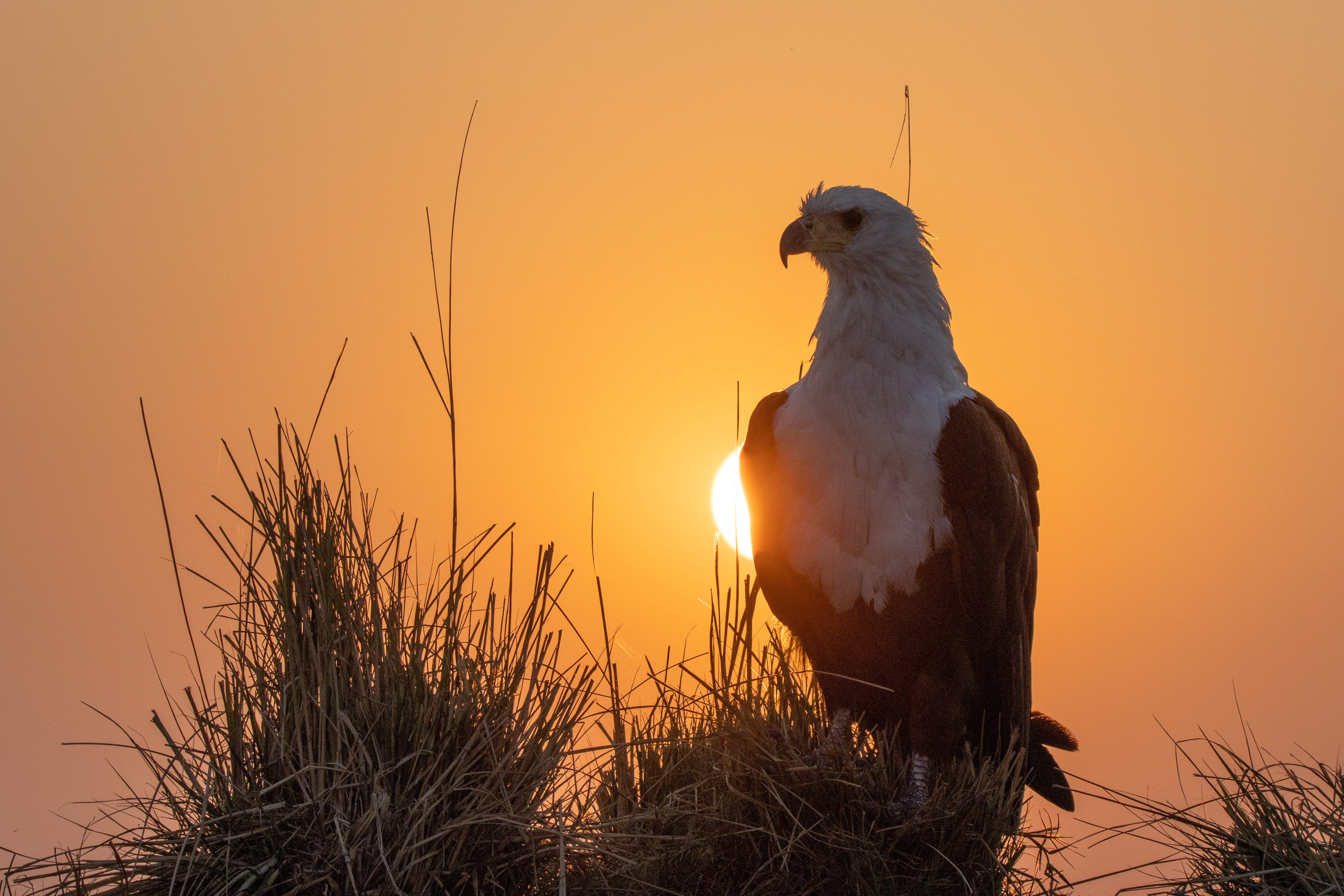 Photo Safari Botswana 2024, Fish Eagle