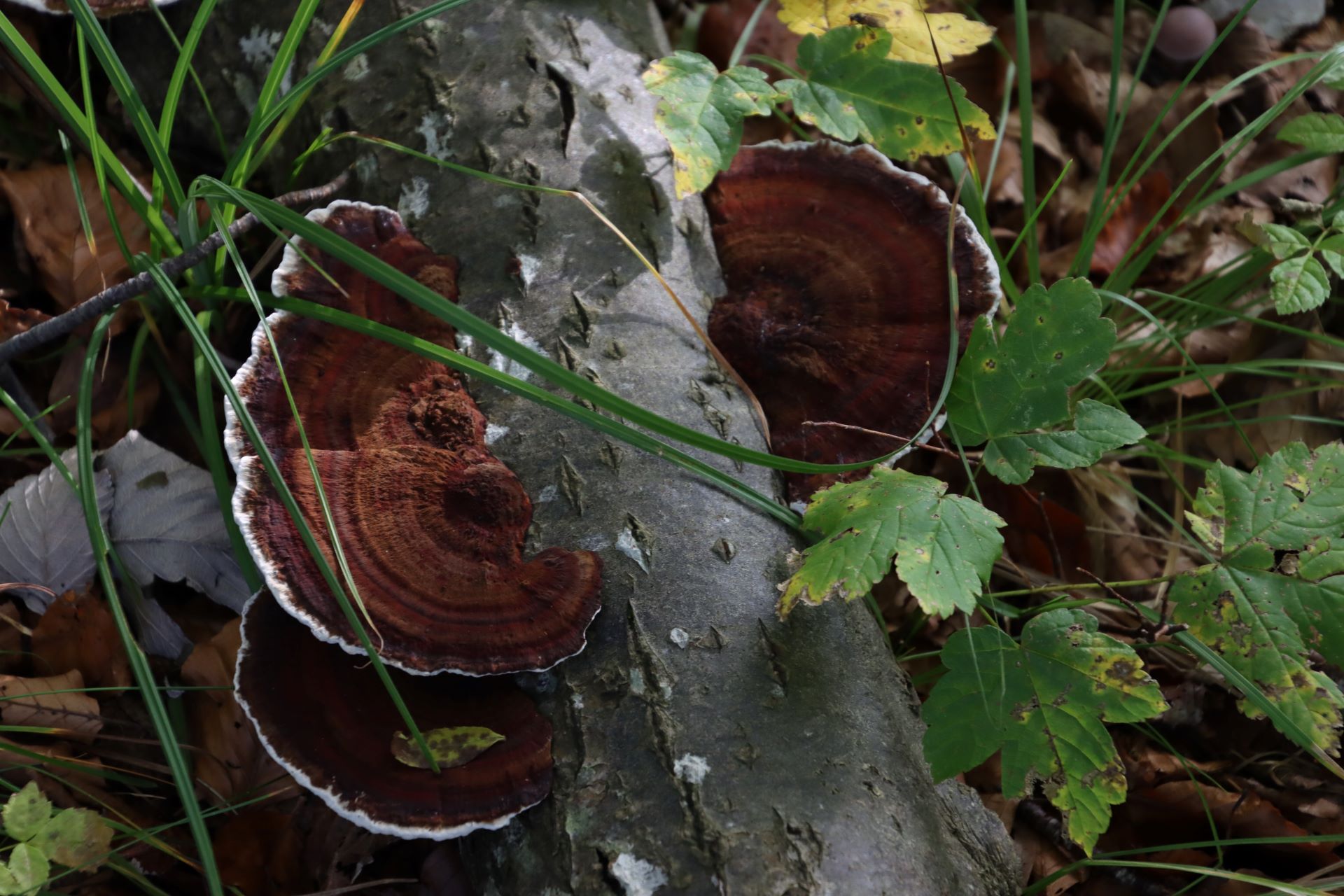 Üppige Pflanzenwelt in der meist unberührten Natur