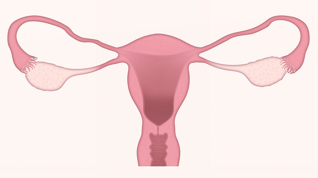 Goldene Uterus - Ovarien Wiederverbindung