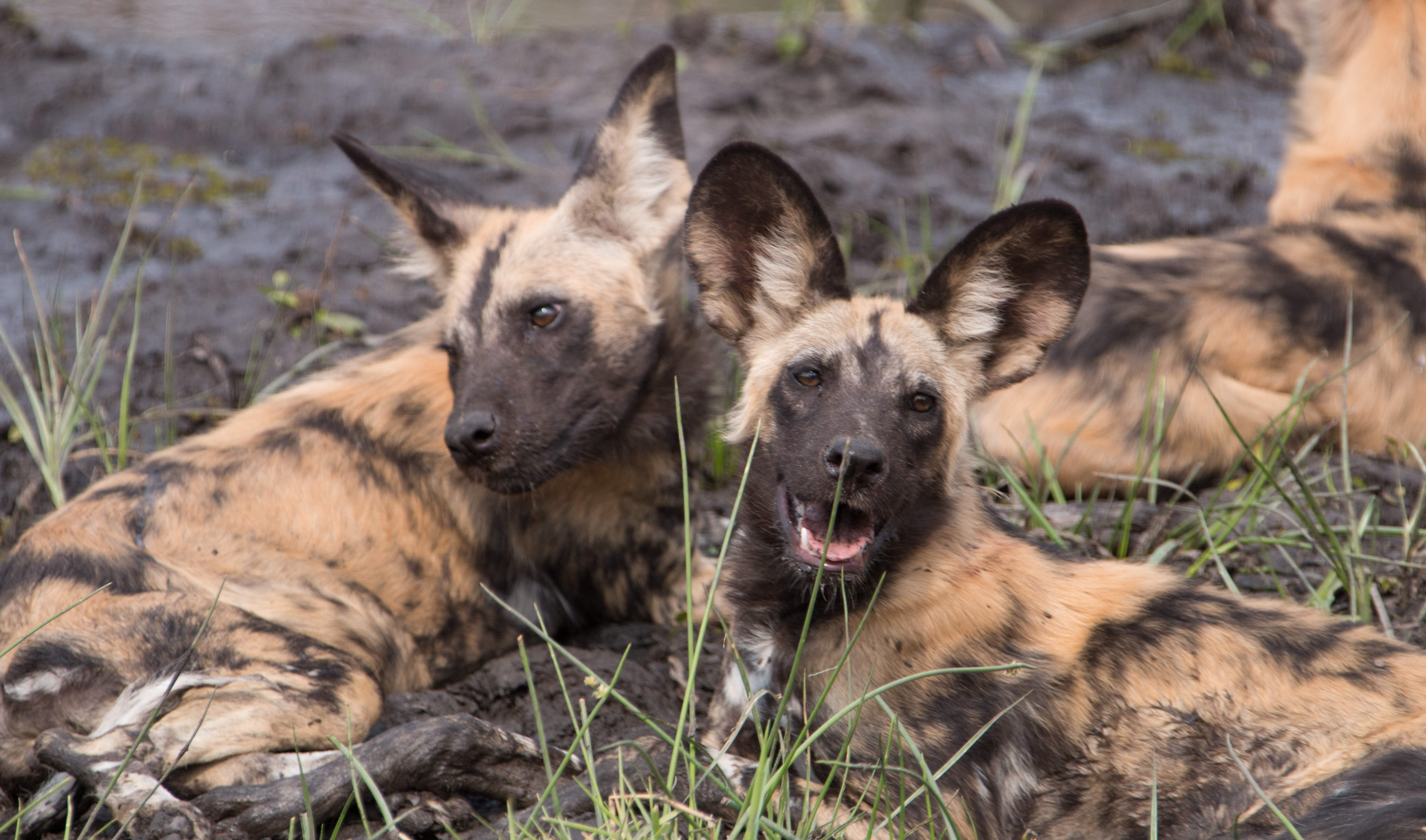 Botswana Reise 2022, Wild Dogs
