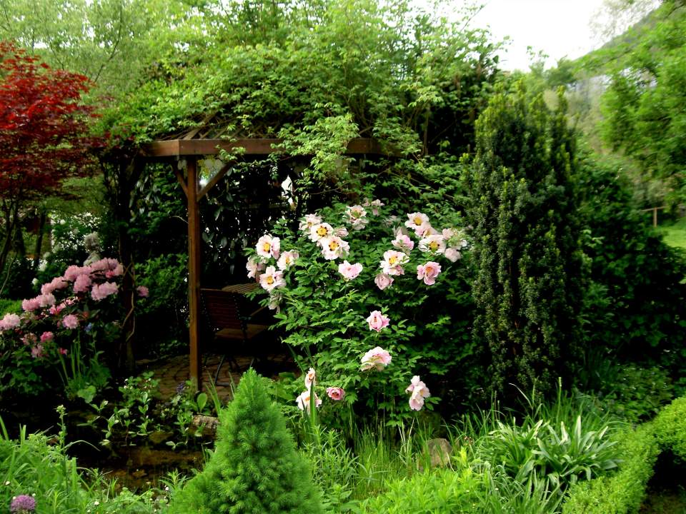 Rosenpavillon im Mai mit paeonia suffruticosa ’Rock's Variety’