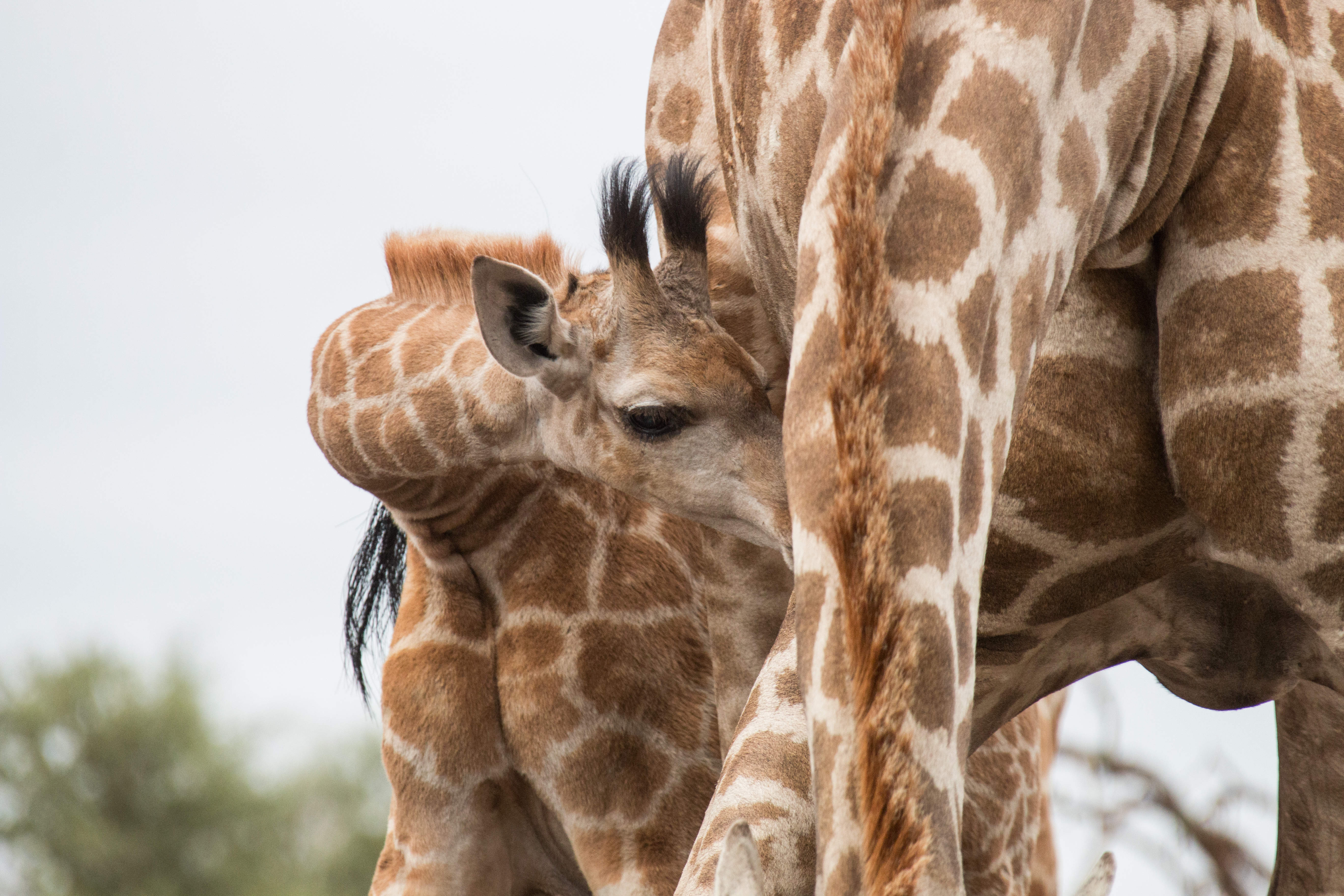 Giraffe Mashatu Botswana