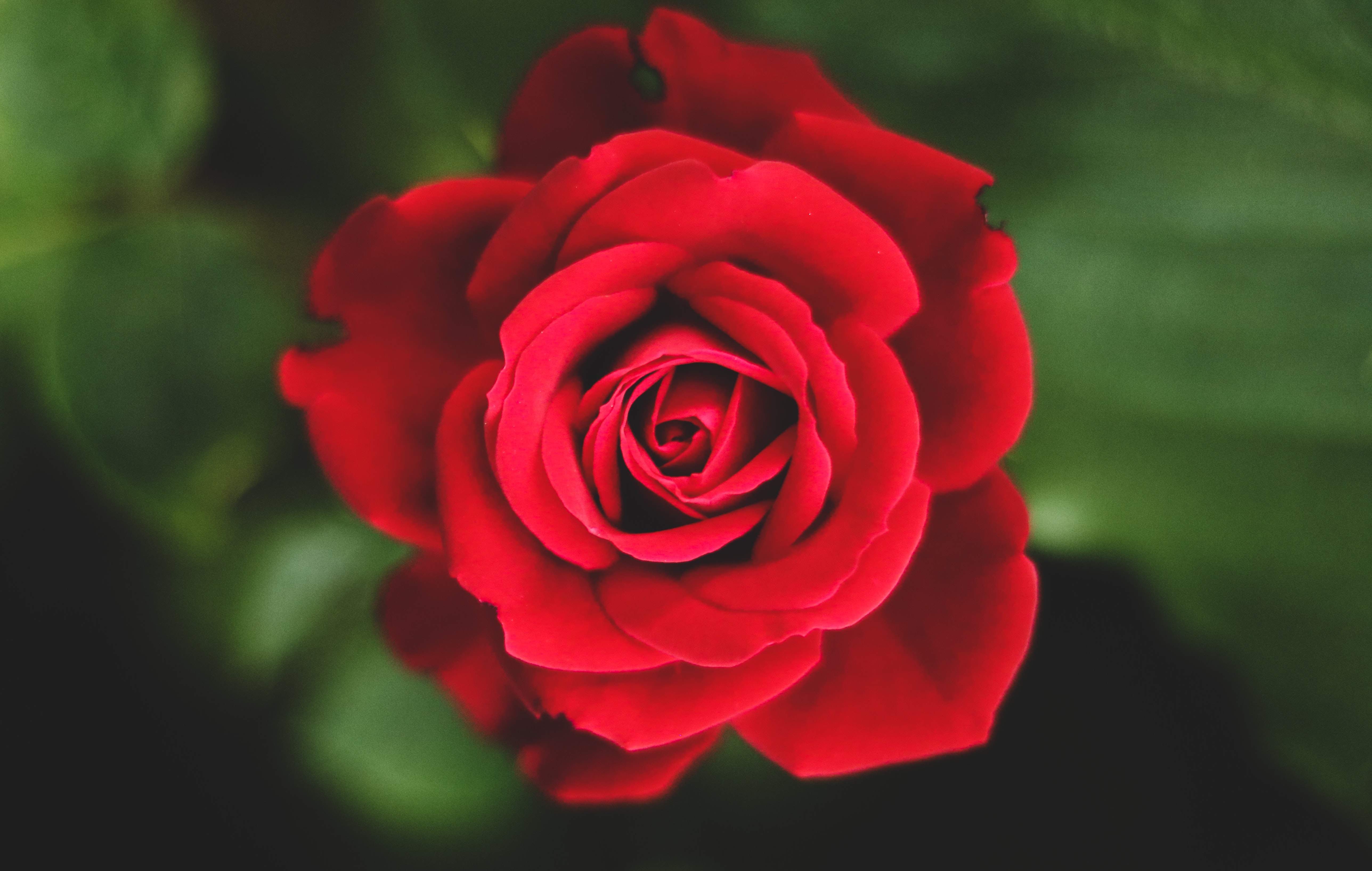 Muttertags-Rosen im Rauracher Zentrum