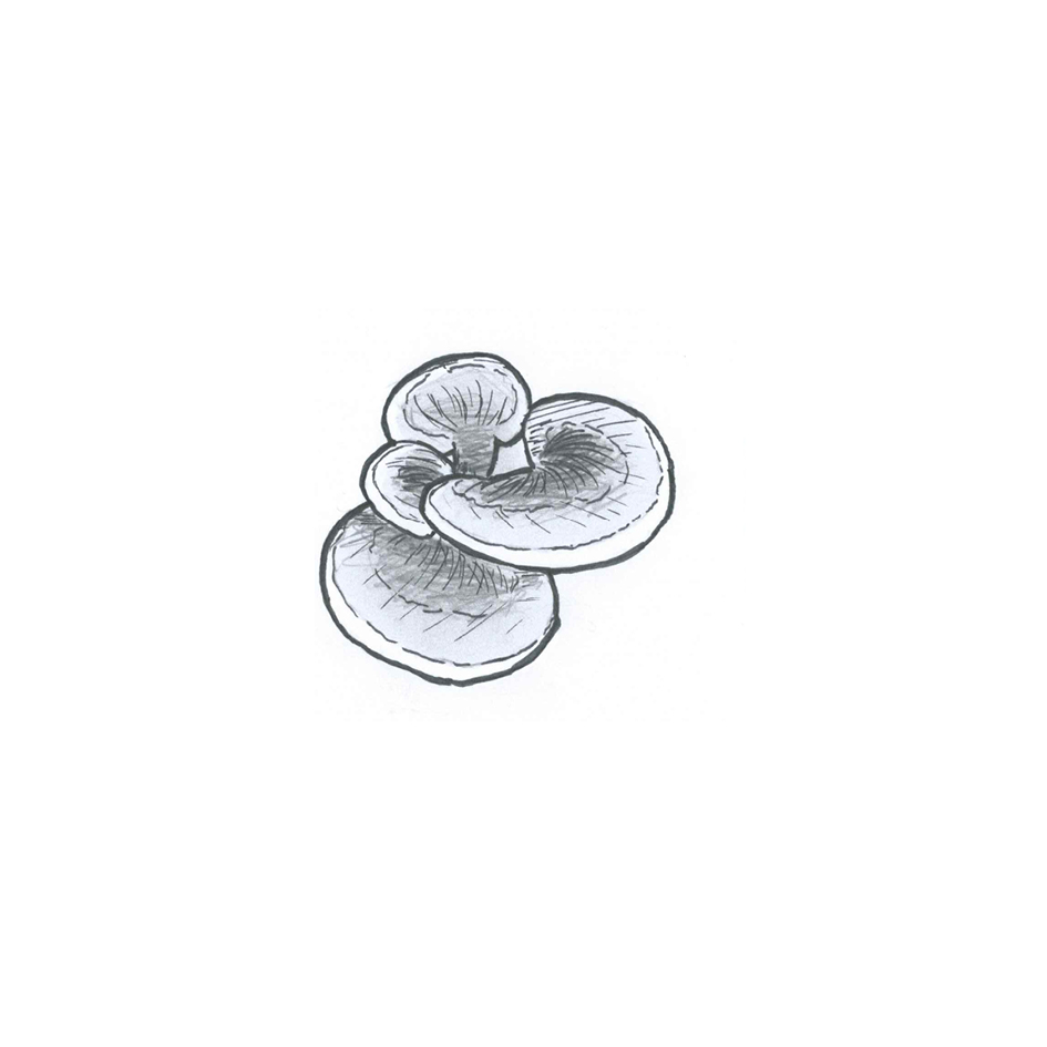 Reishi (Ganoderma lucidum)