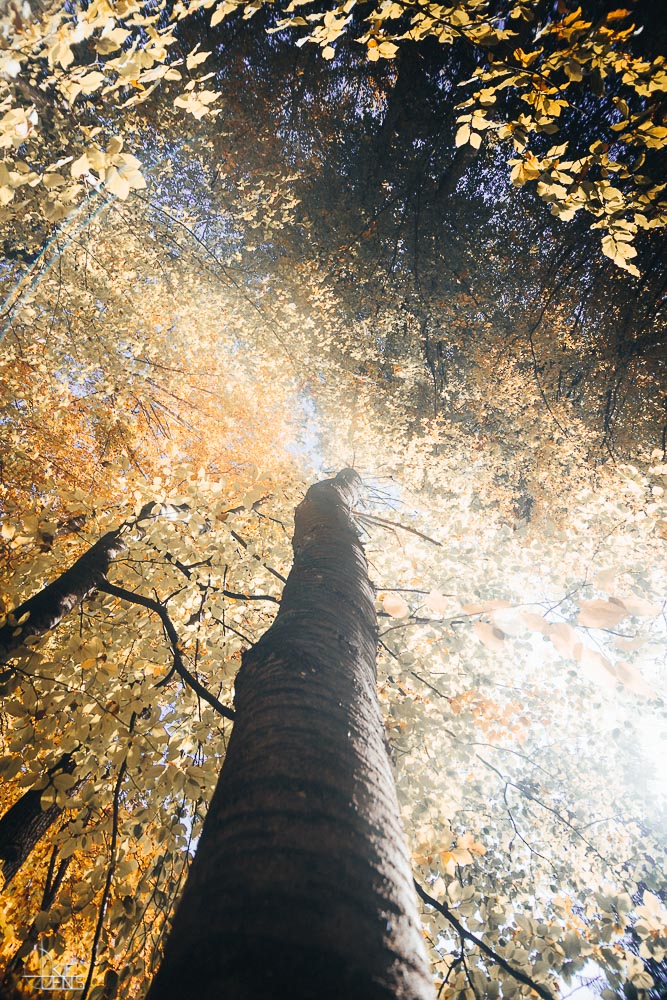 Herbstbaum Foto-Druck auf Alu-Dibond  80 x 120 cm