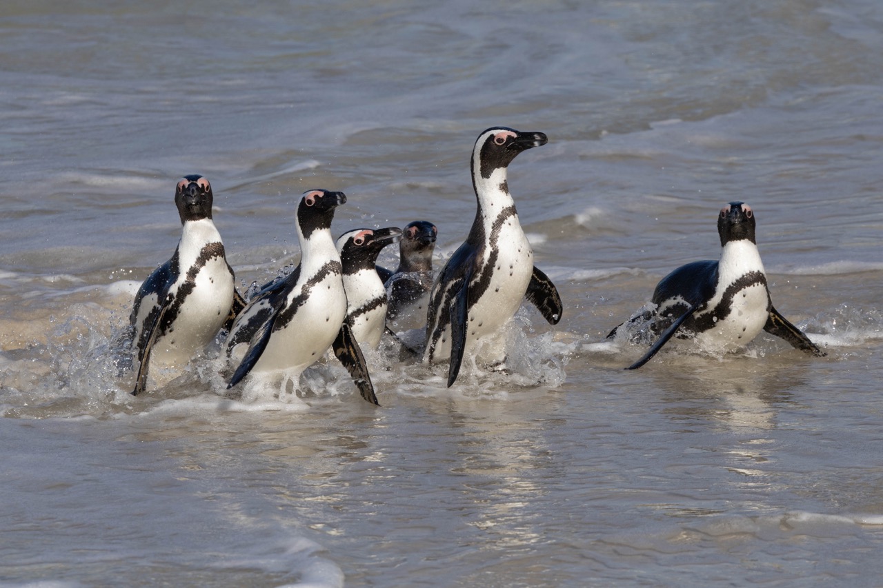 Pinguine am Boulders Beach