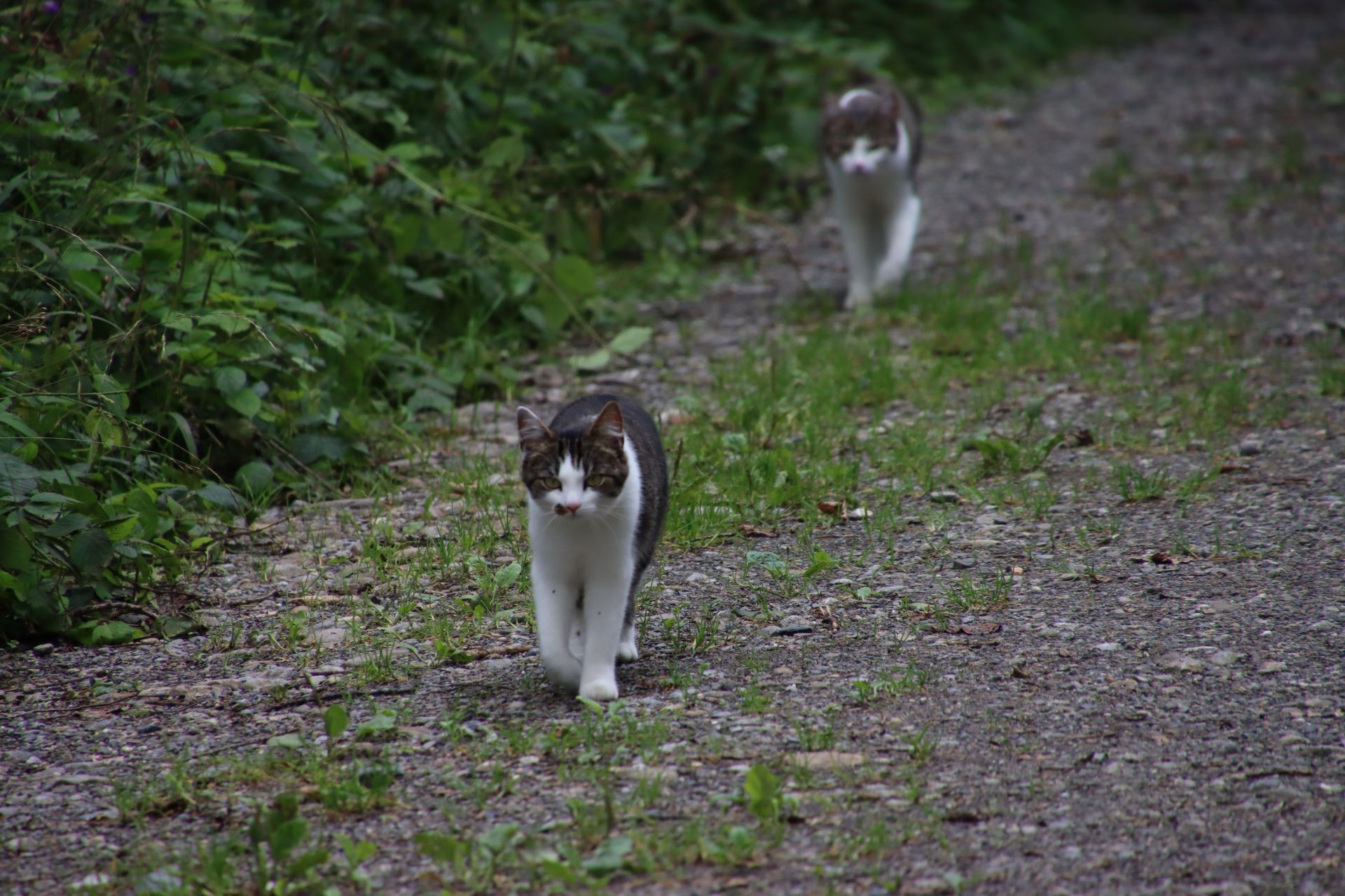 ... aber zwei Katzen (mit Herrchen auf Spaziergang), das ist schon aussergewöhnlich