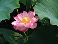 Lotusblätter Tee aus Vietnam, 30 Gramm