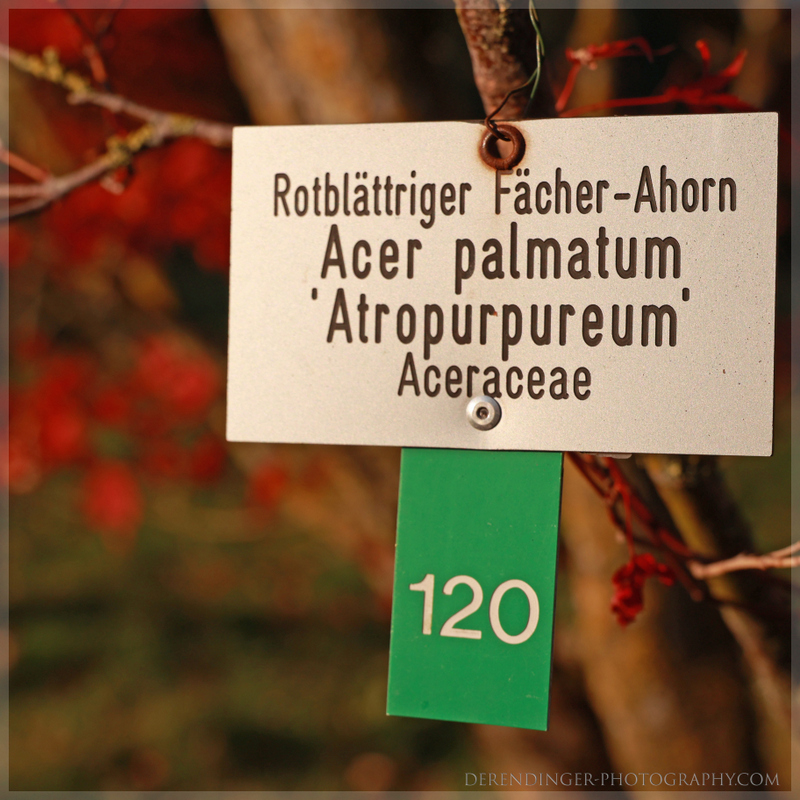 Acer palmatum Atropurpureumjpg