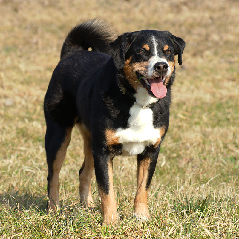 Appenzeller Sennenhund | Bouvier de l’Appenzell | Appenzell Mountain Dog