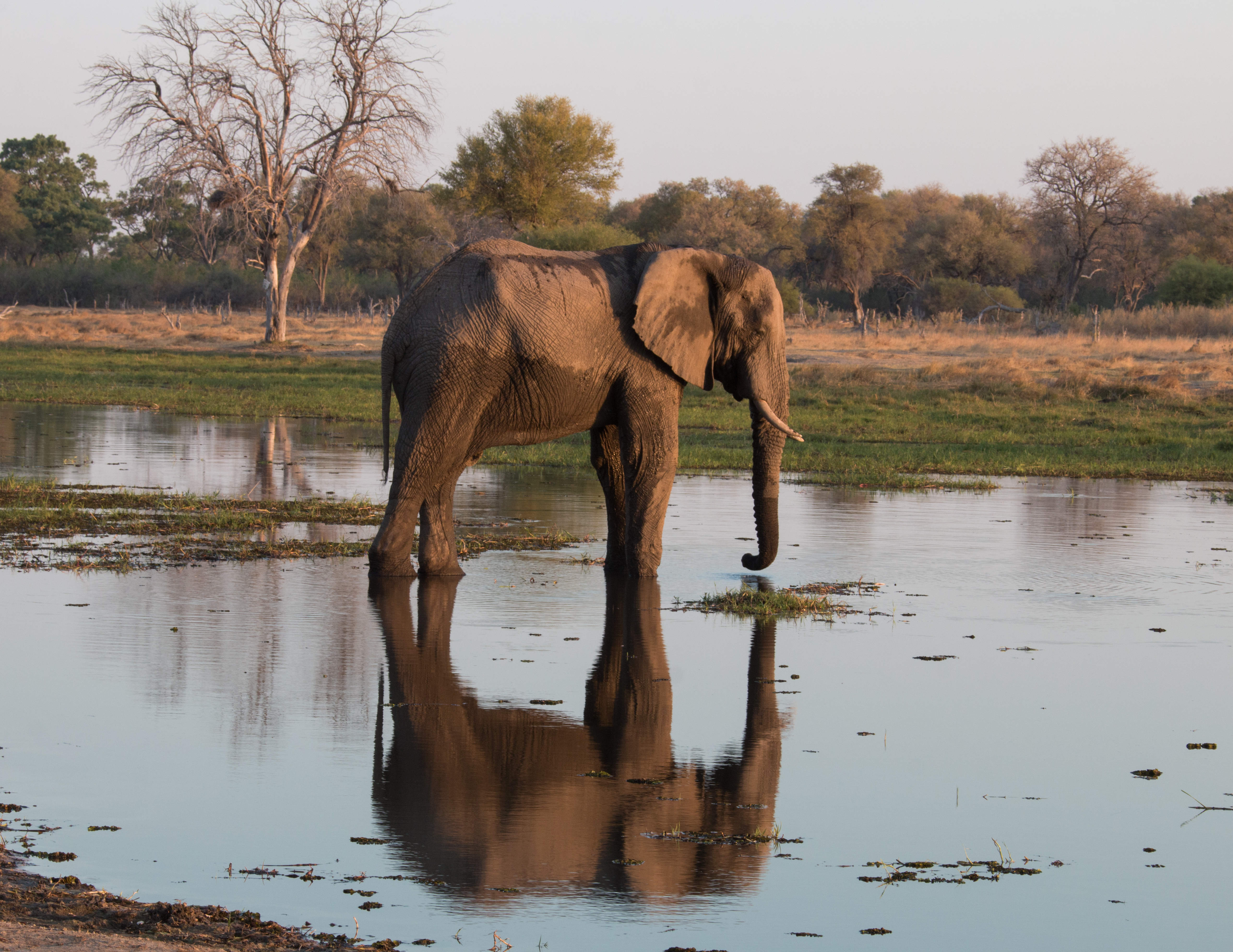 Botswana Reise 2021, Okavango Delta, Elefant