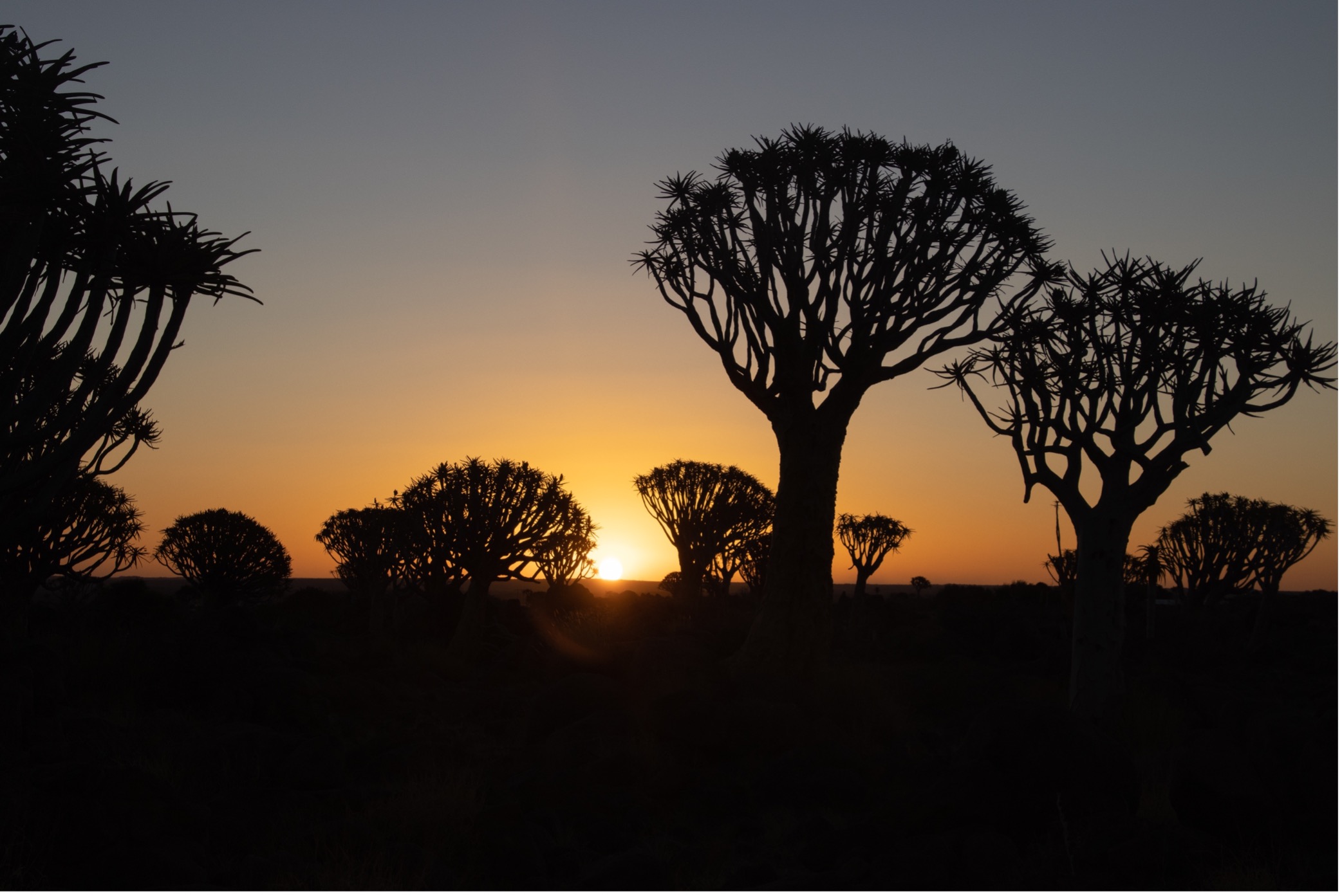 Namibia, Quivertree Forest