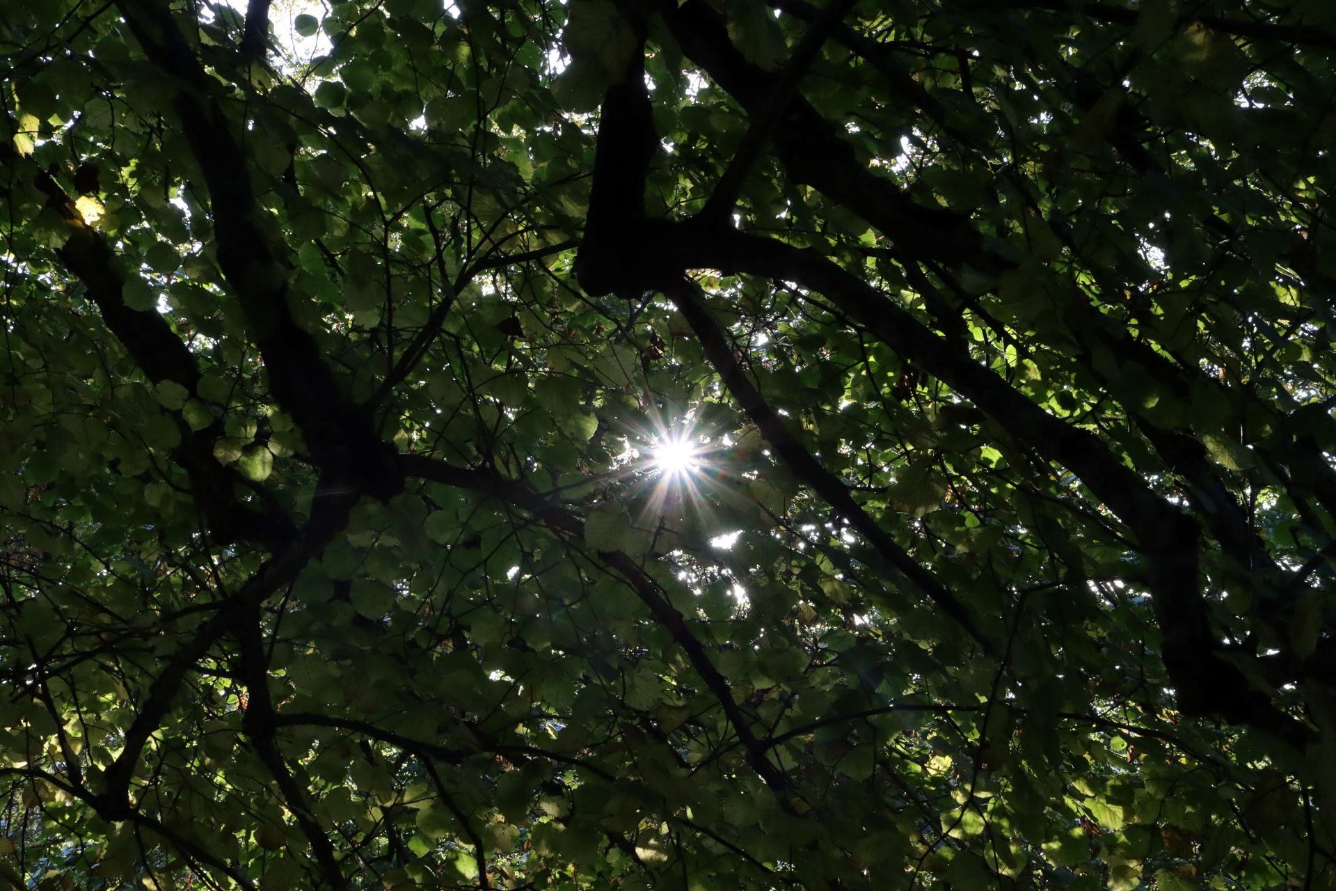 Die Sonne beleuchtet den Waldboden durch das dichte Geäst