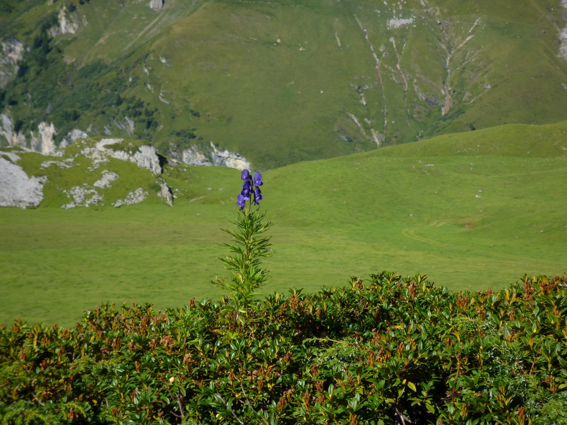 Weiter unten nimmt die Vegetation mit jedem Schritt zu und wir treffen u.a. auf den Blauen Hahnefuss