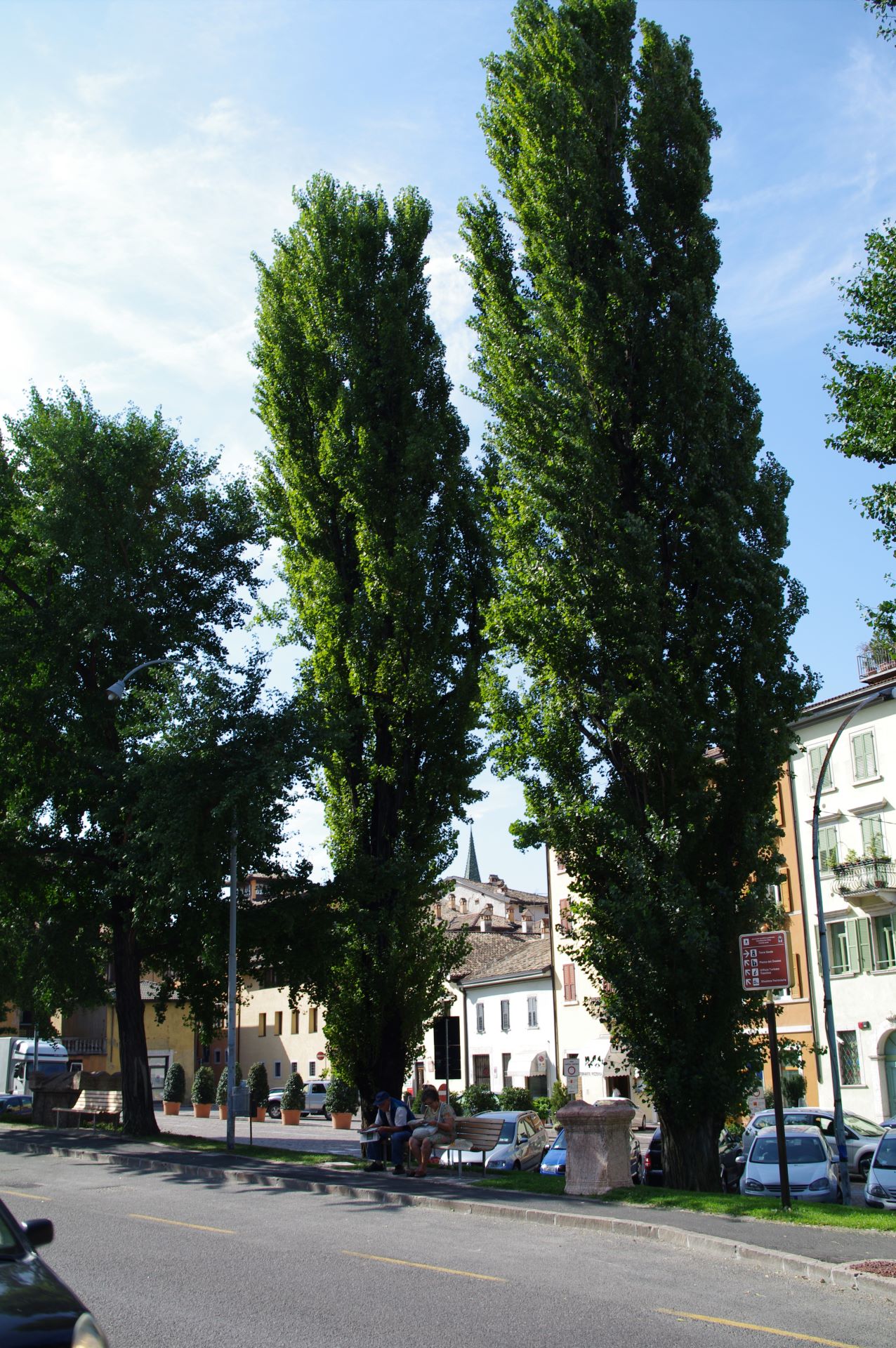 Von Pappeln gesäumte Allee in Trento