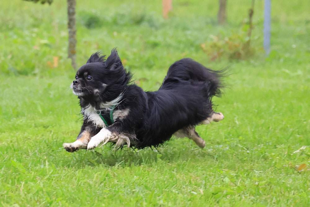 Speed Tibet Spaniel